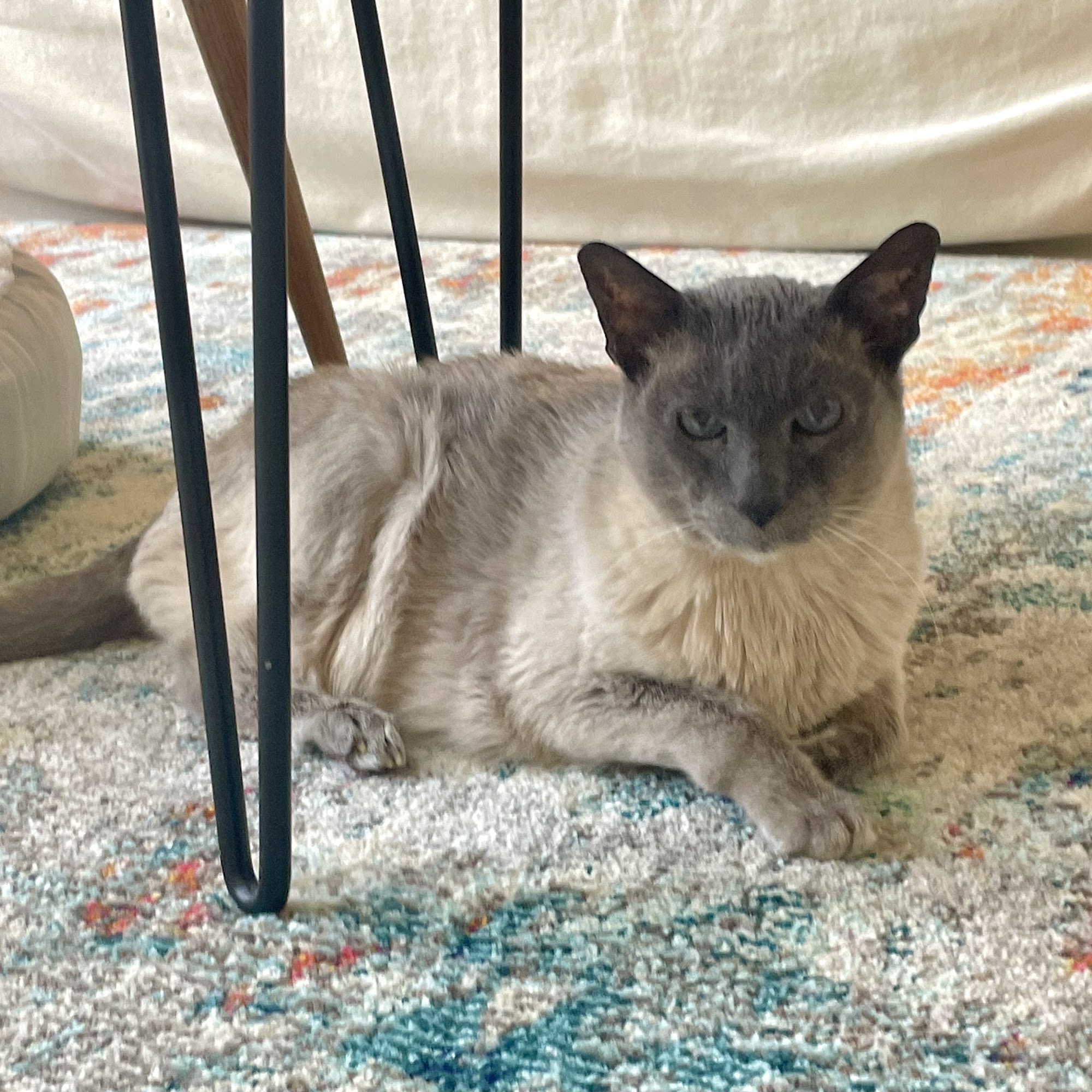 Veterinary Emergency Service West Plymouth