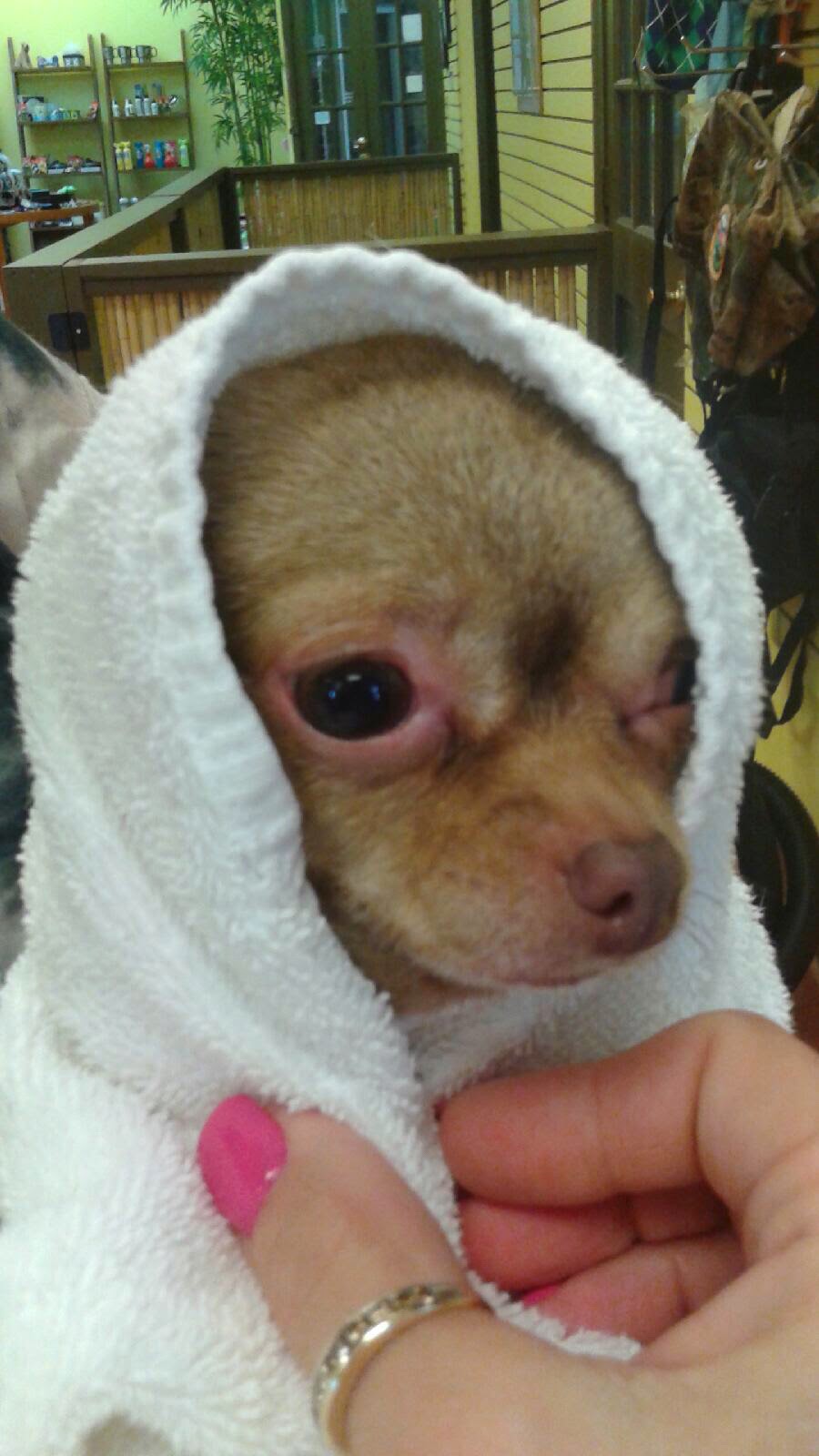 Britt's Bow Wow Boutique & Spa Plymouth