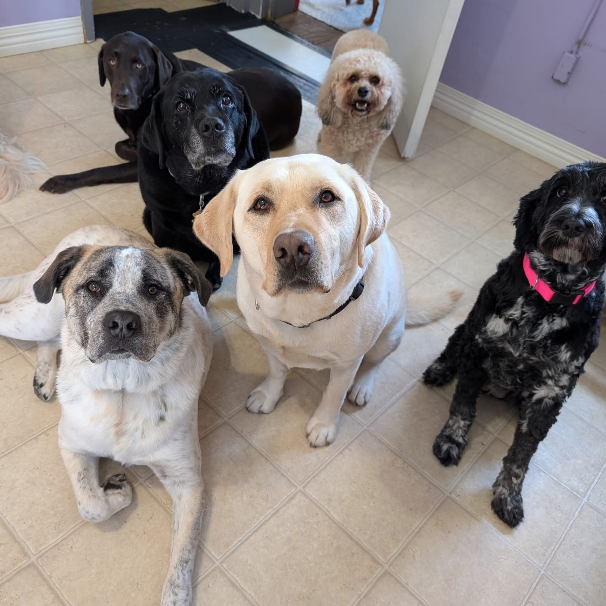 Happy Hounds Dog Day Care Plymouth