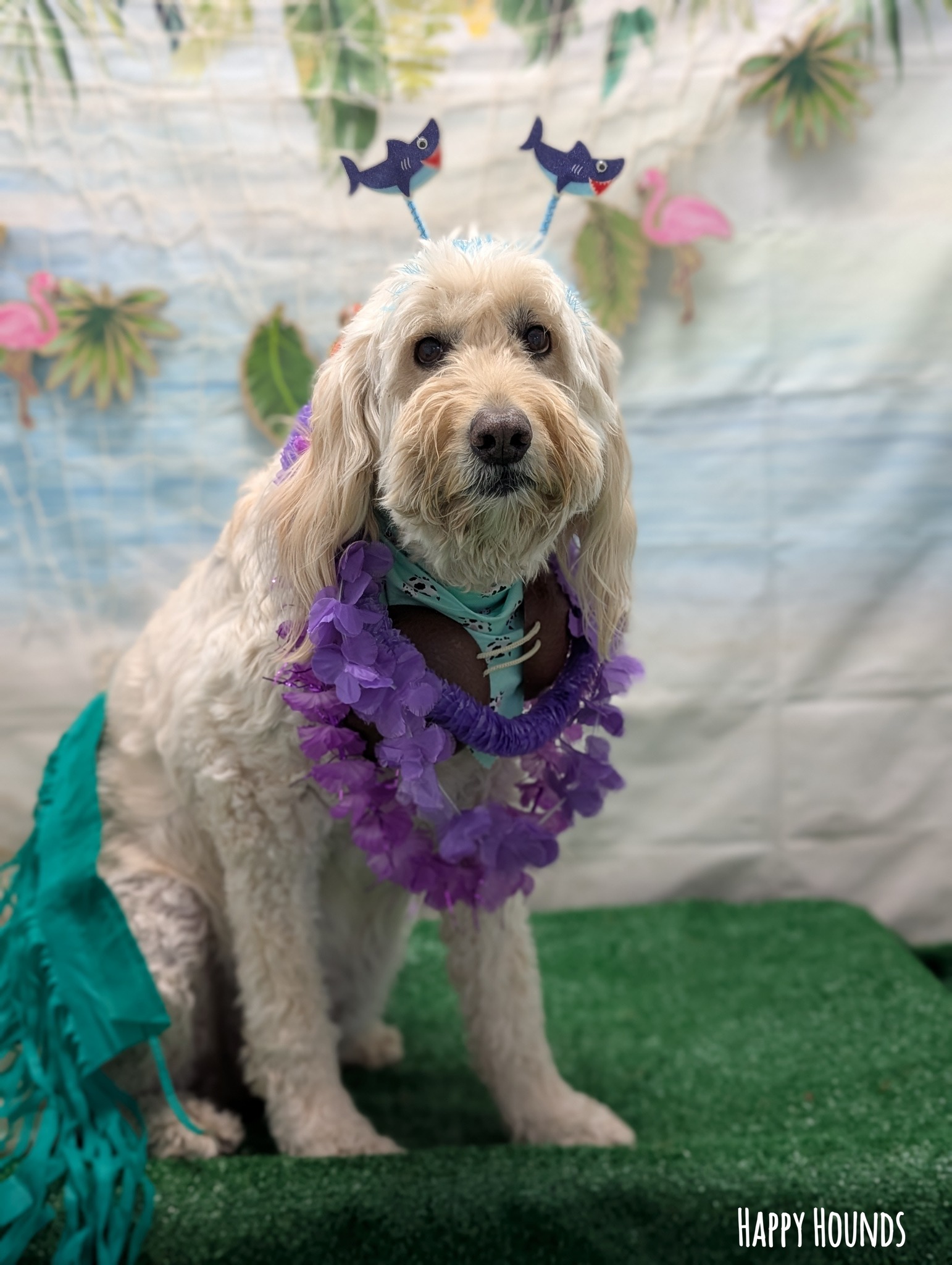 Happy Hounds Dog Day Care Plymouth