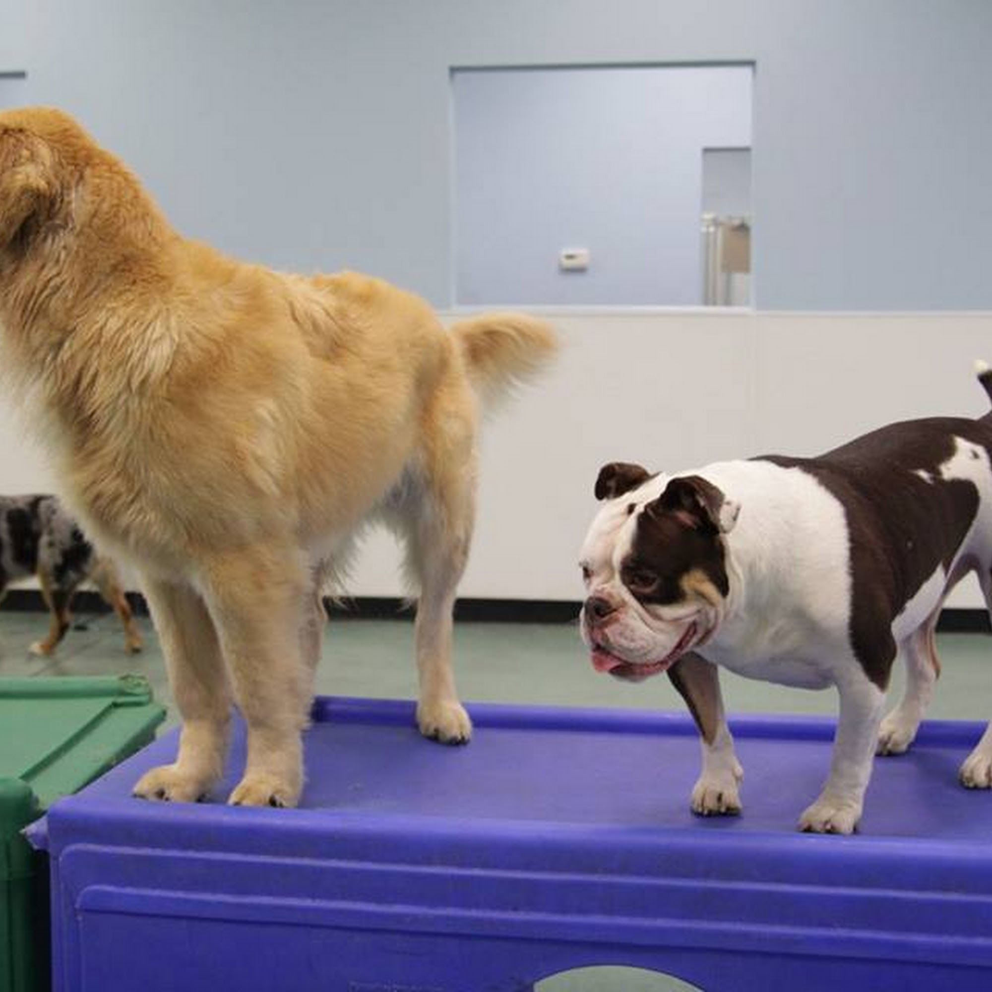 Blue Water Pet Care, Inc. Port Huron