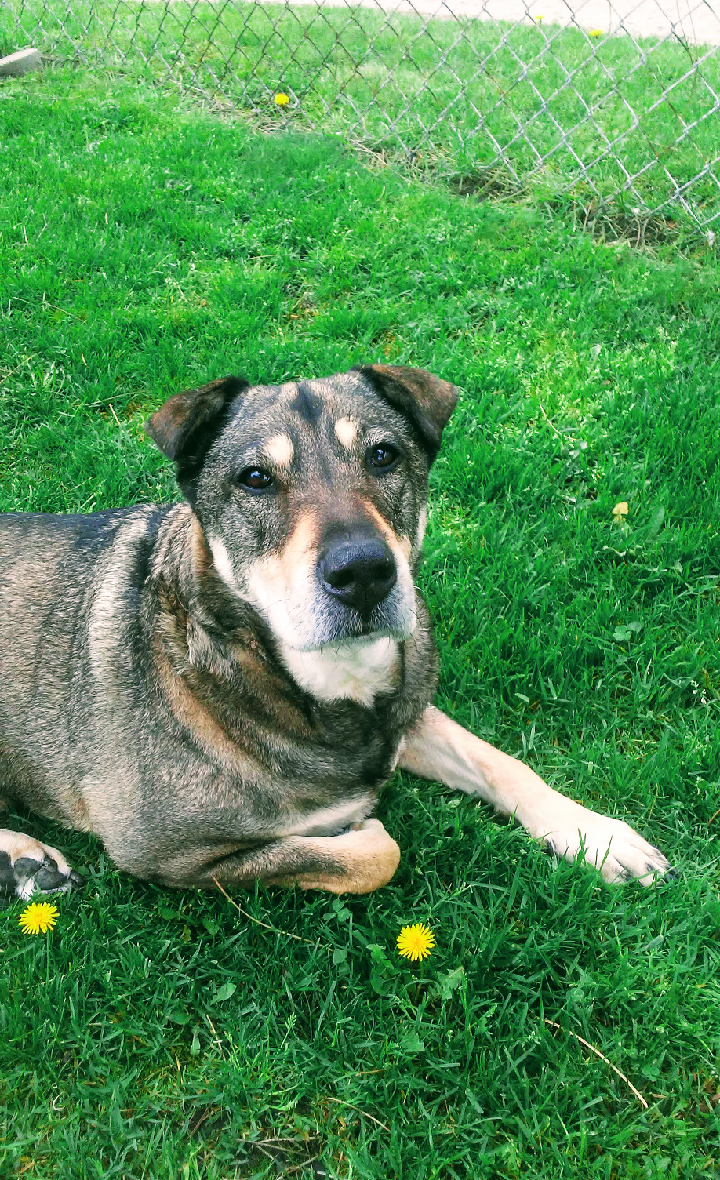 Elite Pet Styling LLC Port Huron