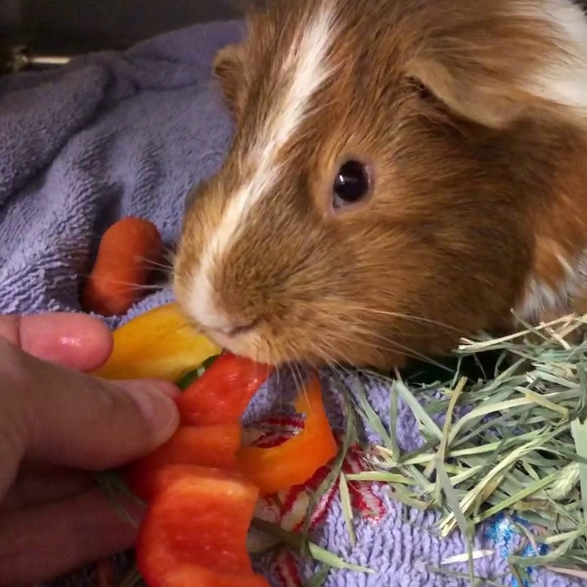 Milwood Animal Clinic Portage