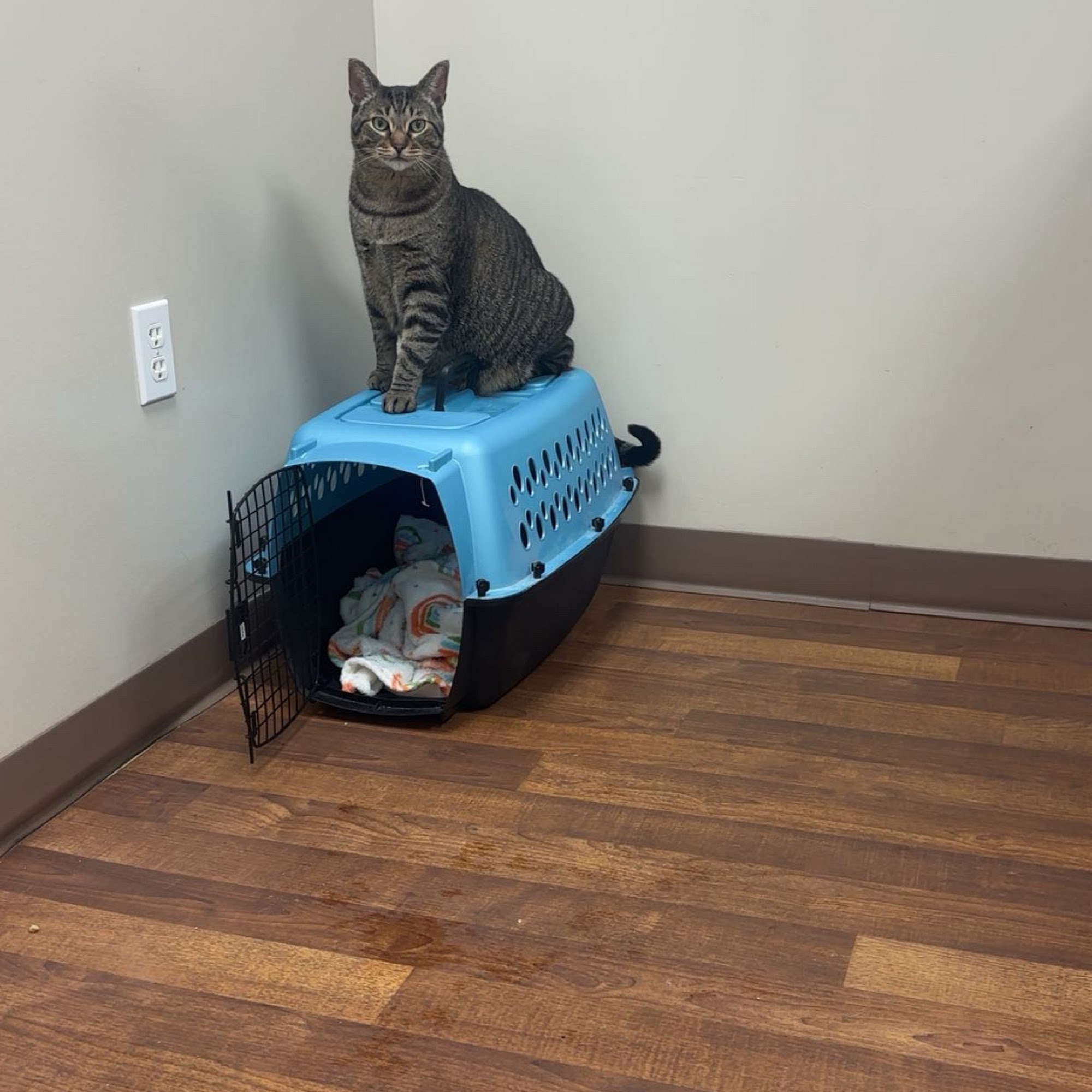 Lakeview Animal Hospital Portage