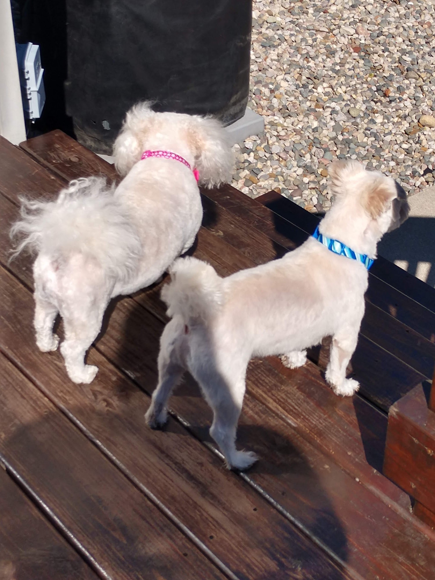 Heidi's Grooming Portage