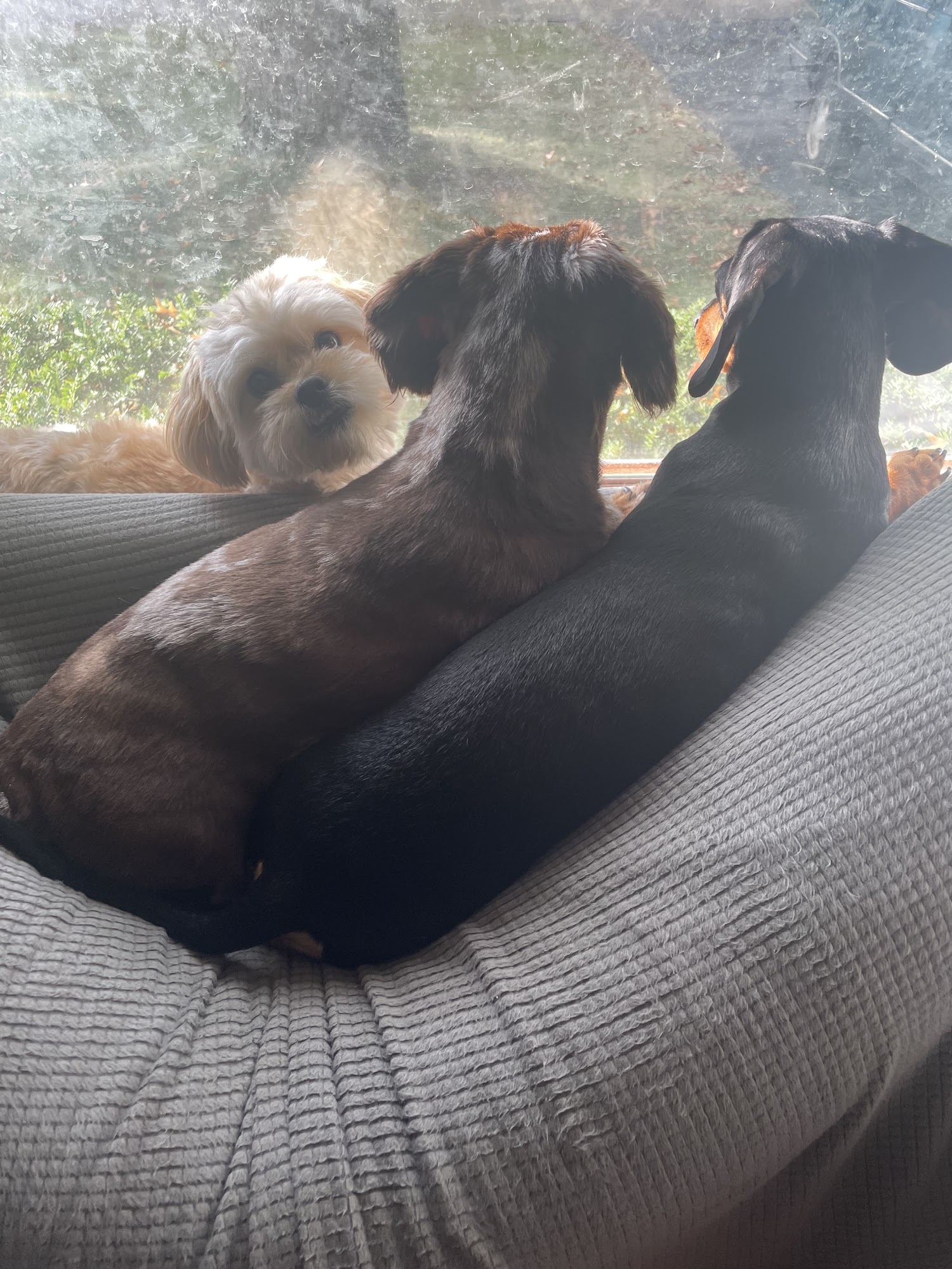 Hounds and Co. Pet Supplies Portage