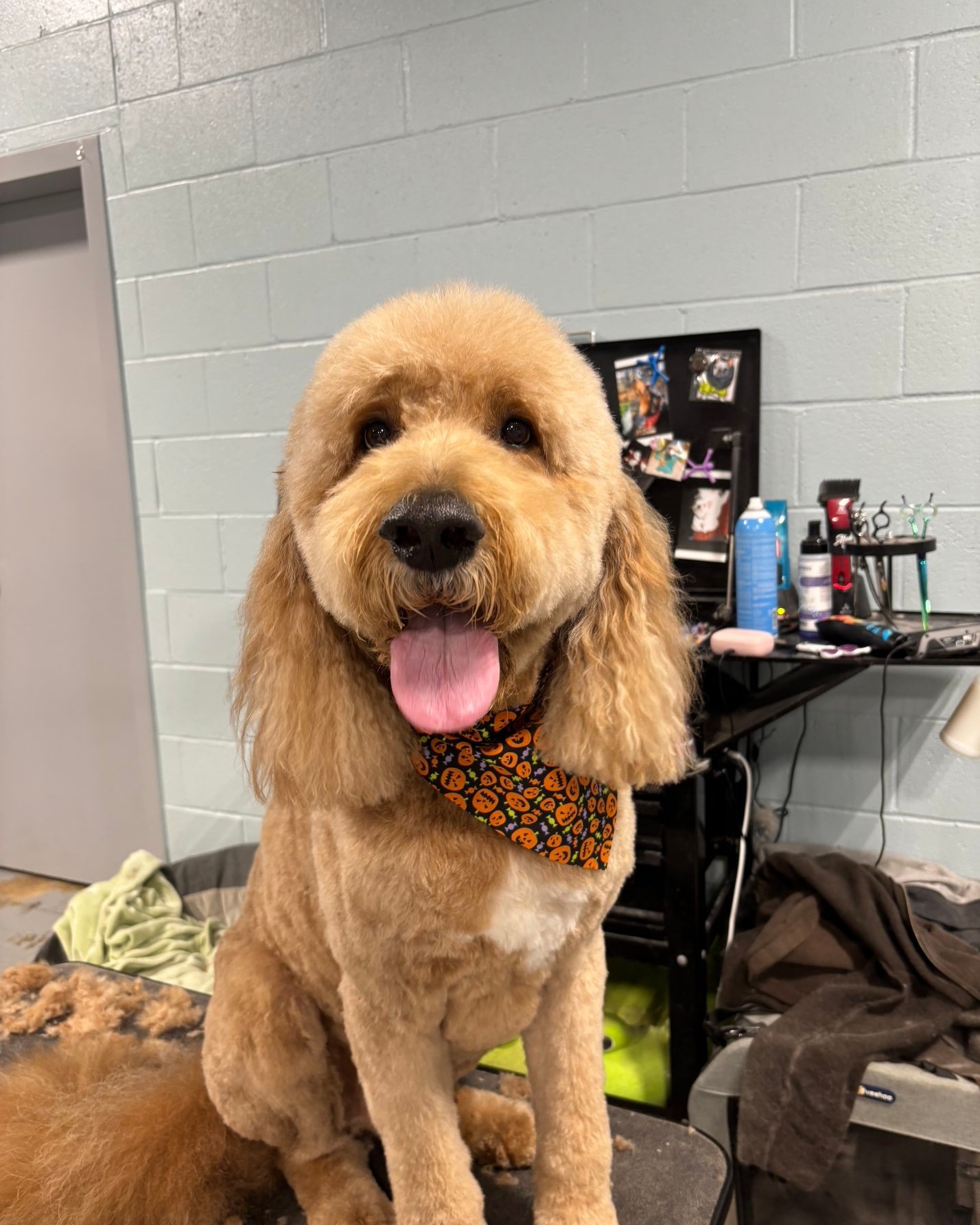 Woofers Grooming Salon, LLC Portage