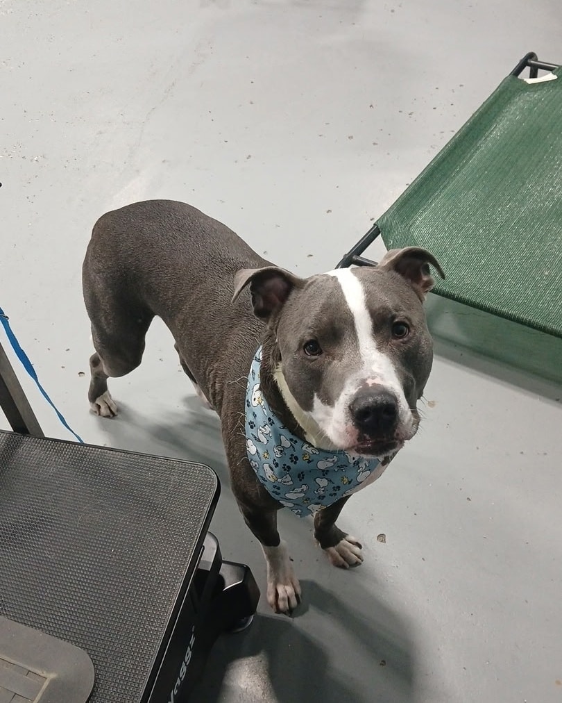 Woofers Grooming Salon, LLC Portage