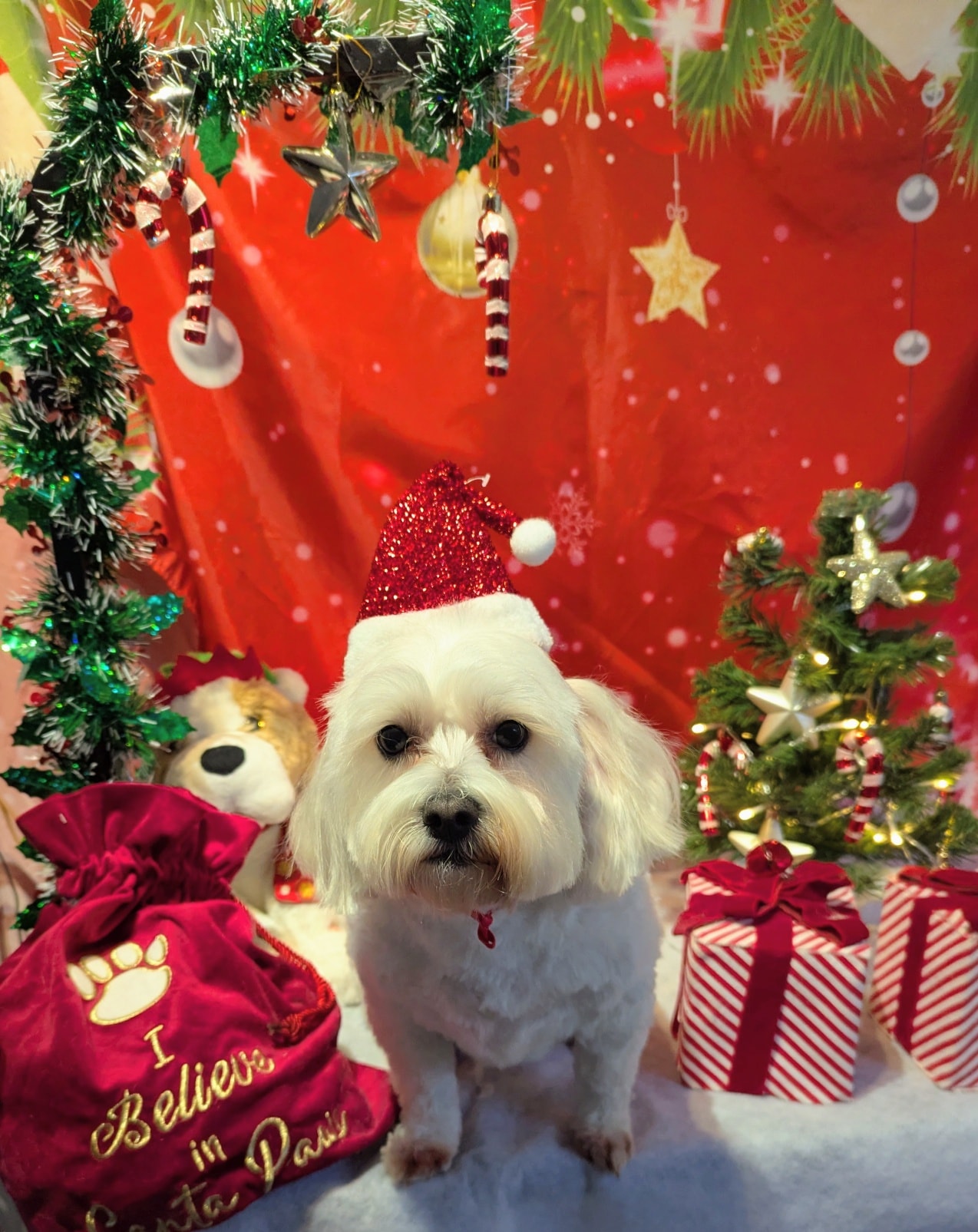 Barks & Bubbles Portage