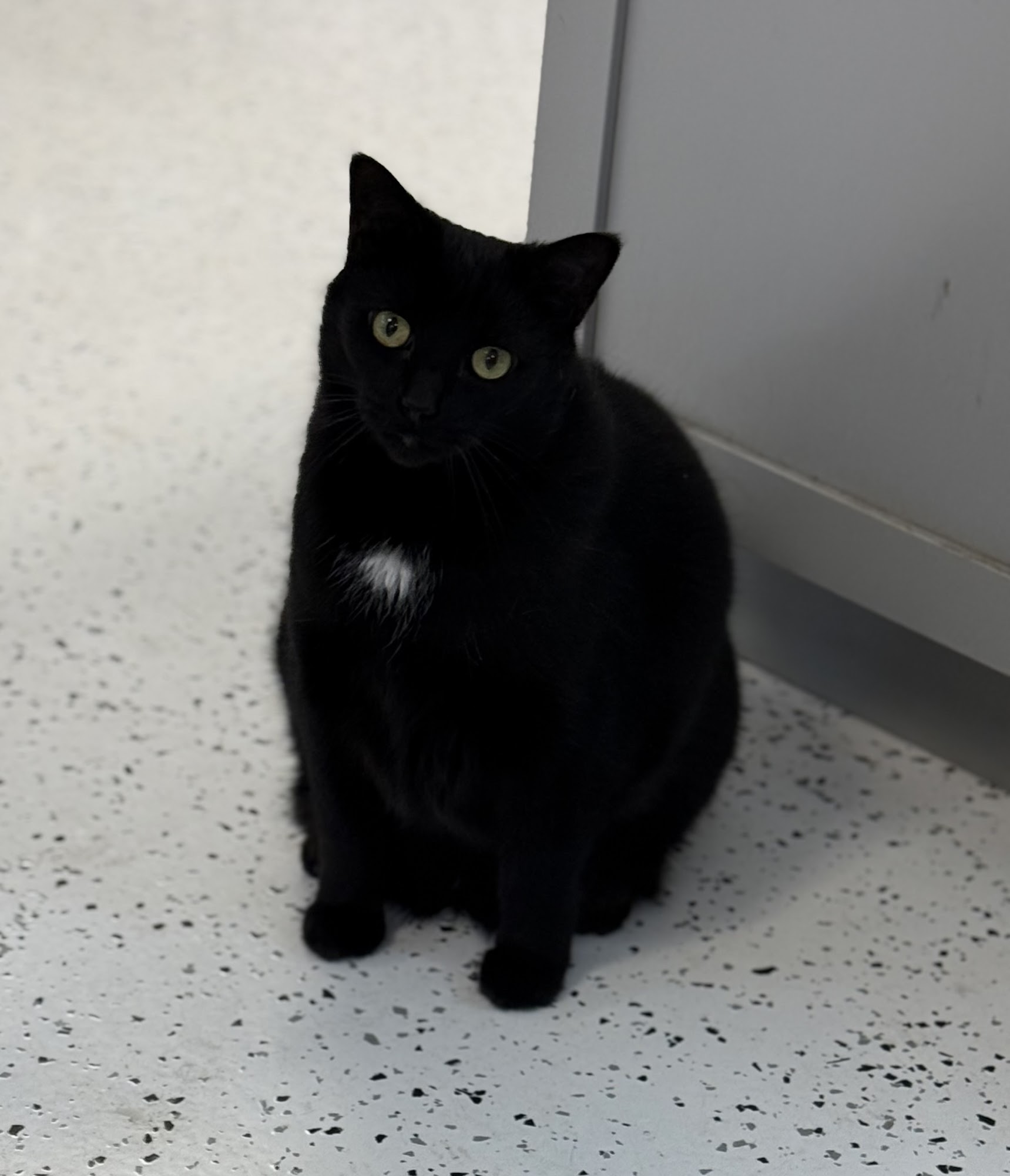 Kalamazoo Animal Rescue Portage