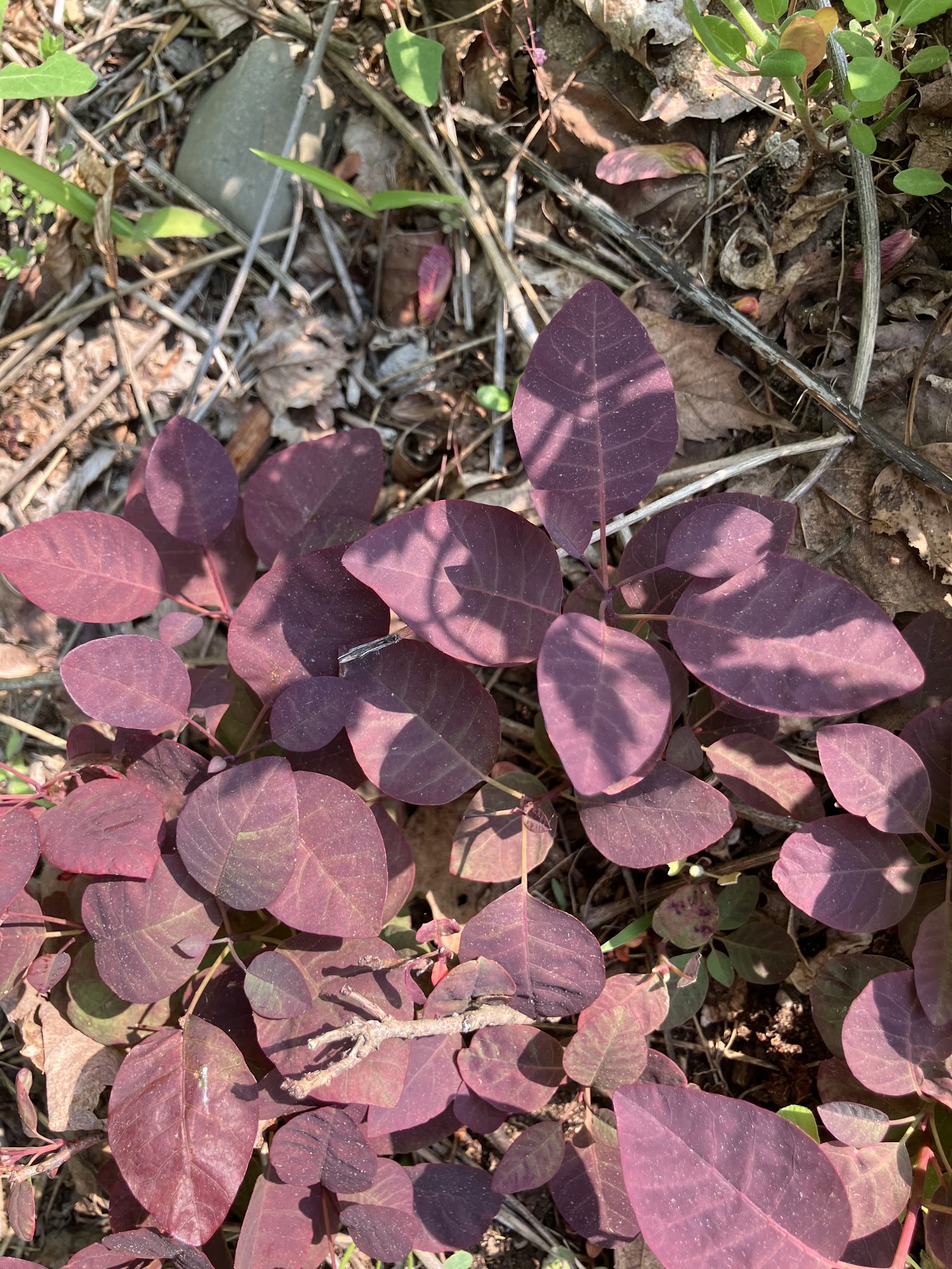 Xtreme Lawn Care 1694 Springwood Dr, Prudenville Michigan 48651