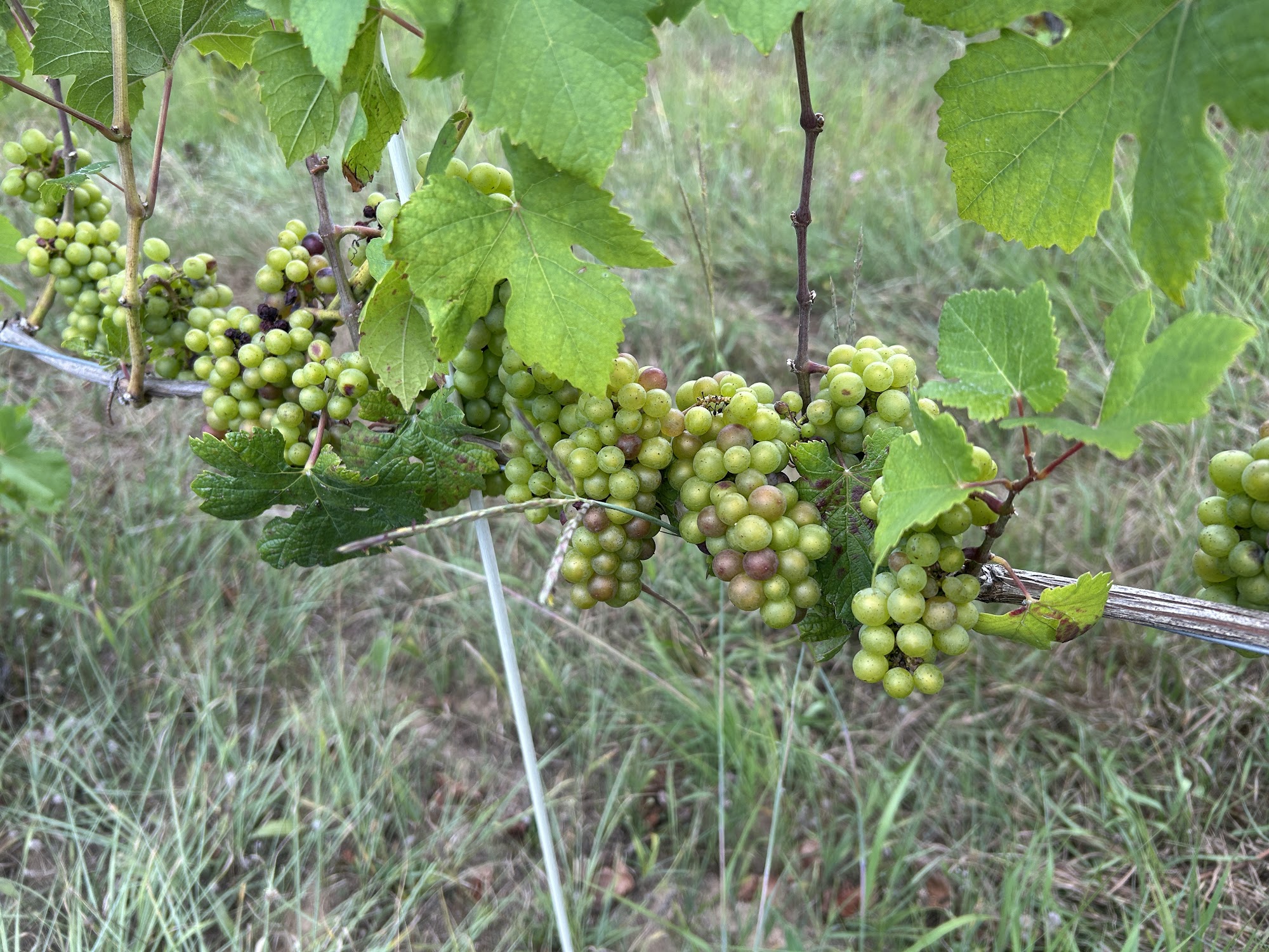 Wyncroft Wine Estate Menu