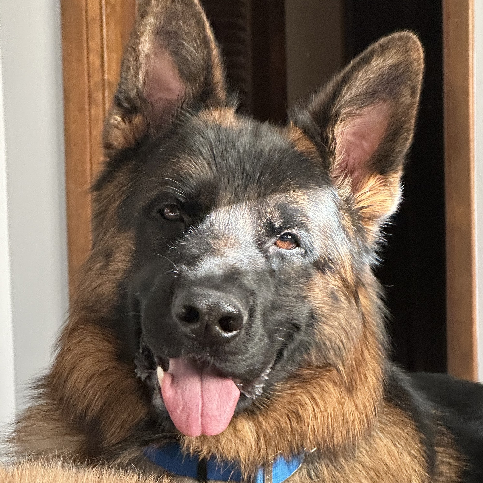 Shear Happiness Pet Resort