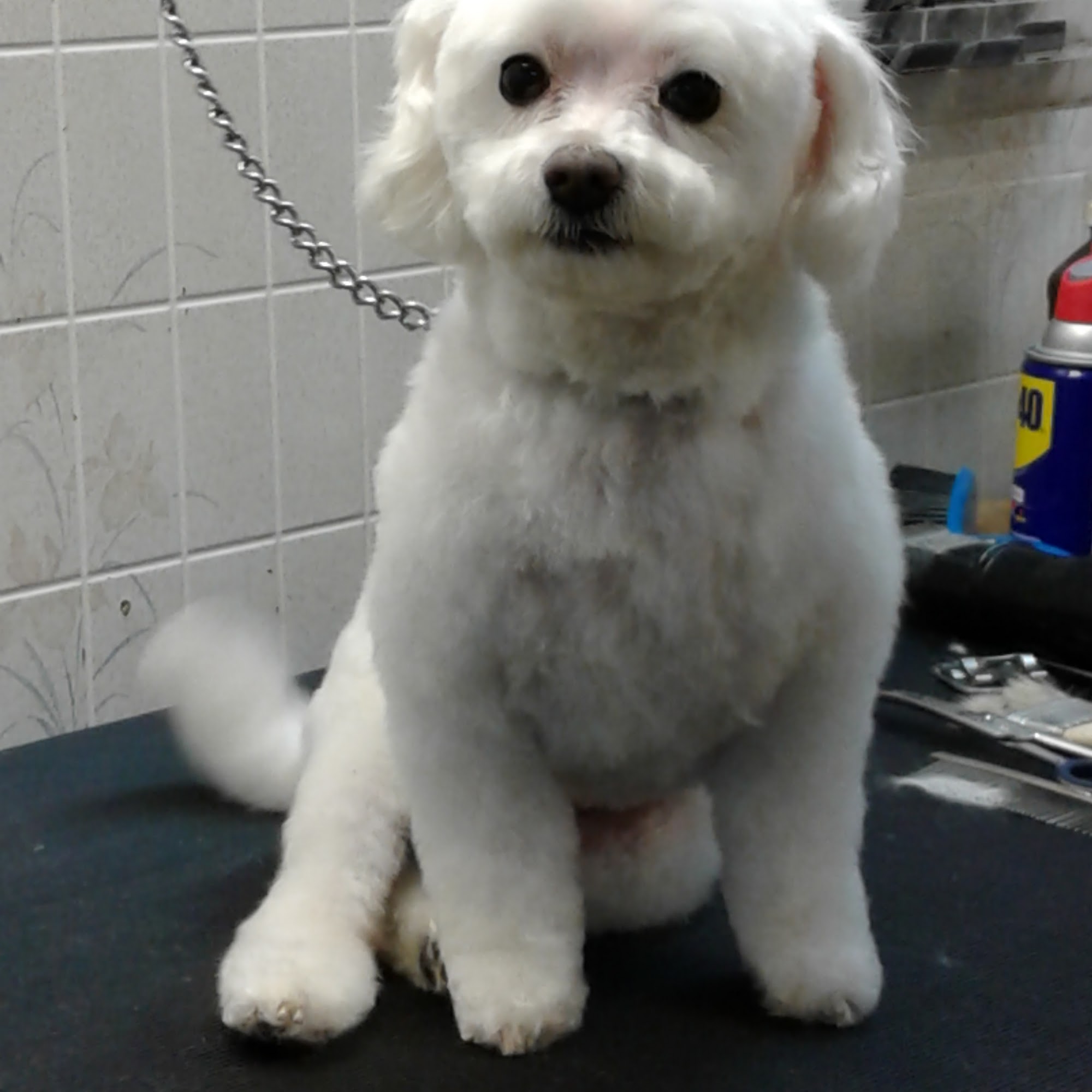 Tina's Silver Shears Dog Grooming