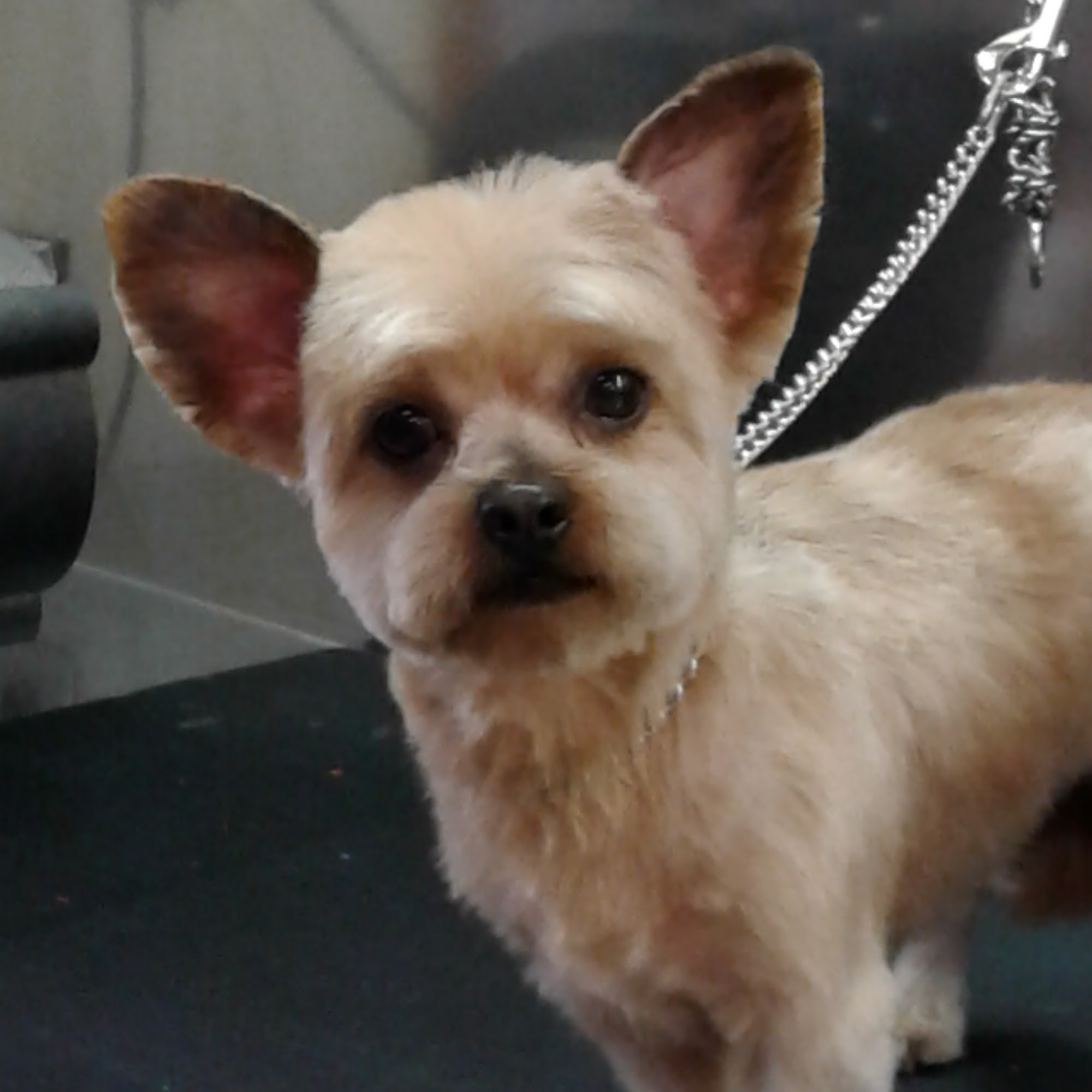 Tina's Silver Shears Dog Grooming Redford