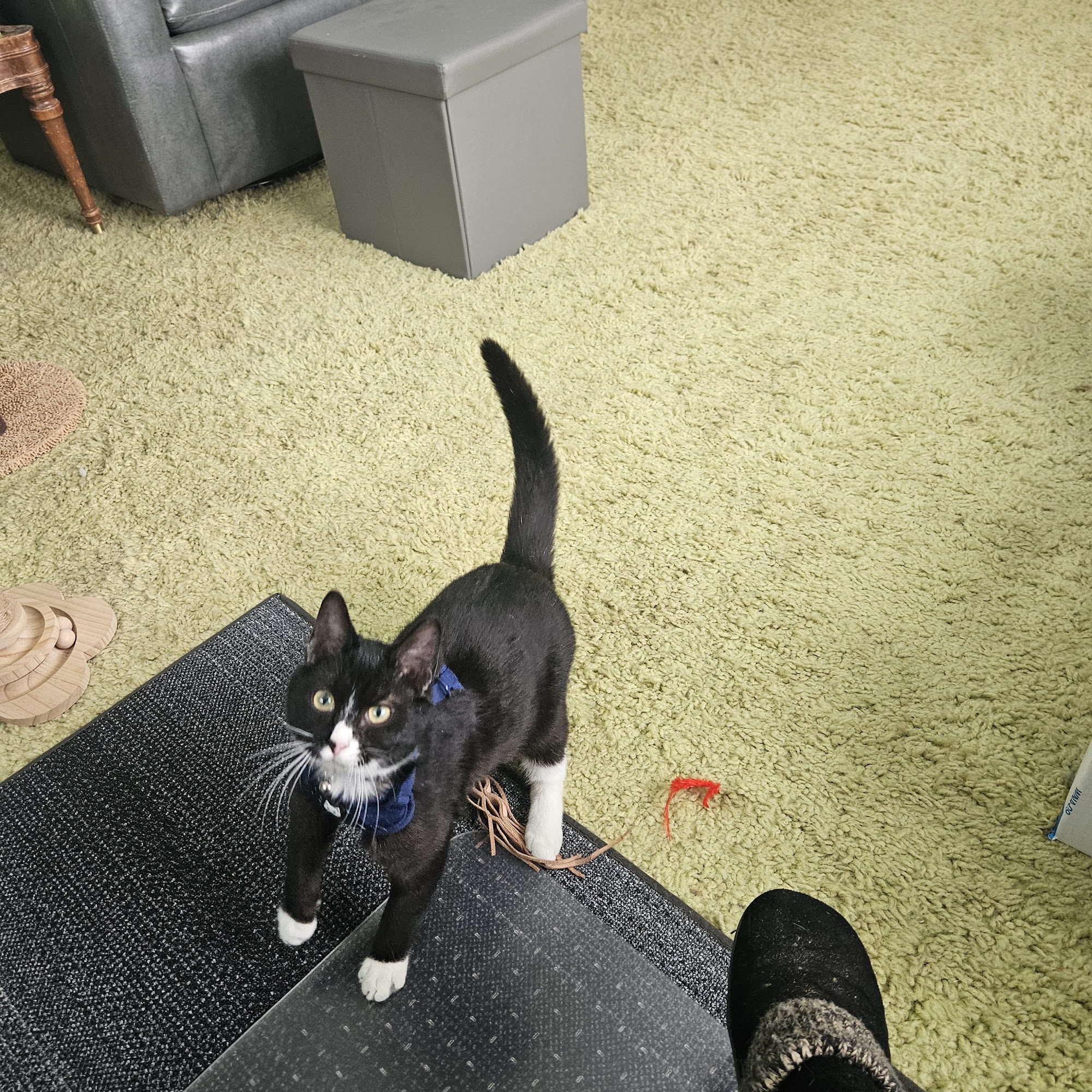 Country Veterinary Services: Todd Barbara J DVM Reed City