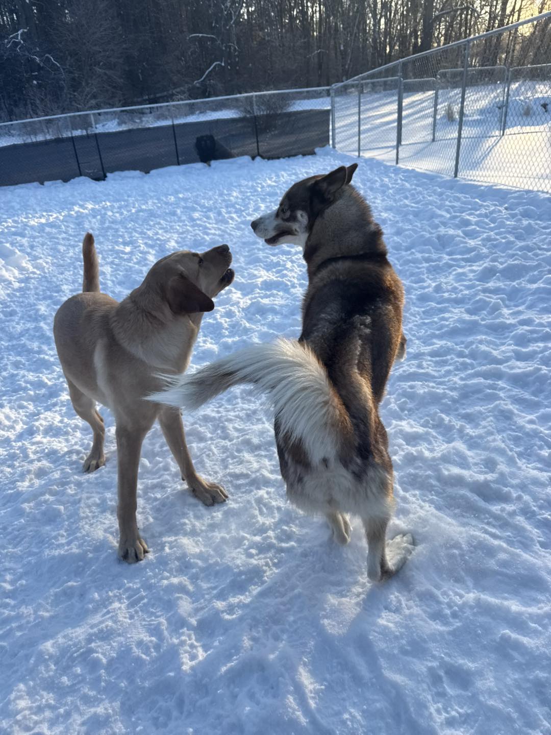 Pampered Paws Doggie Daycare Richland