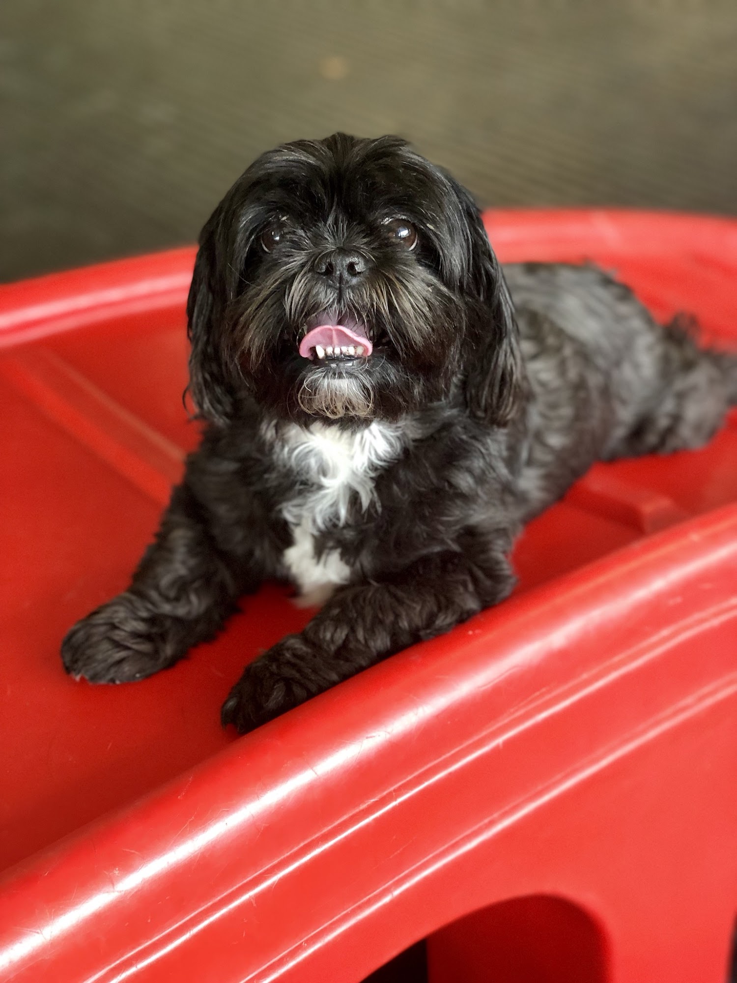 Pampered Paws Doggie Daycare Richland