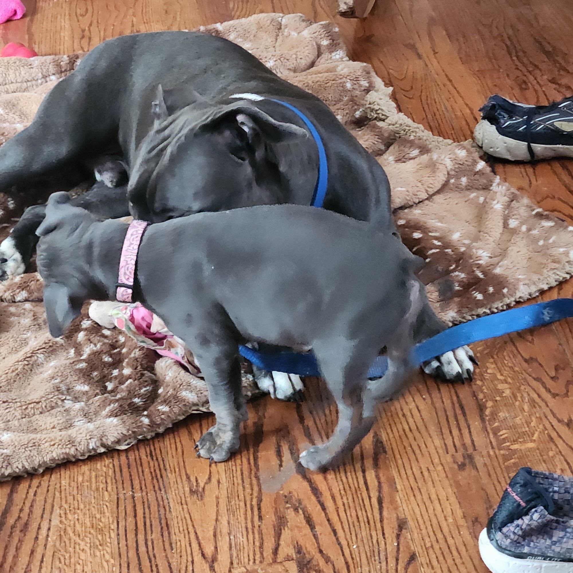 Richland Animal Hospital: Tittle A DVM Richland