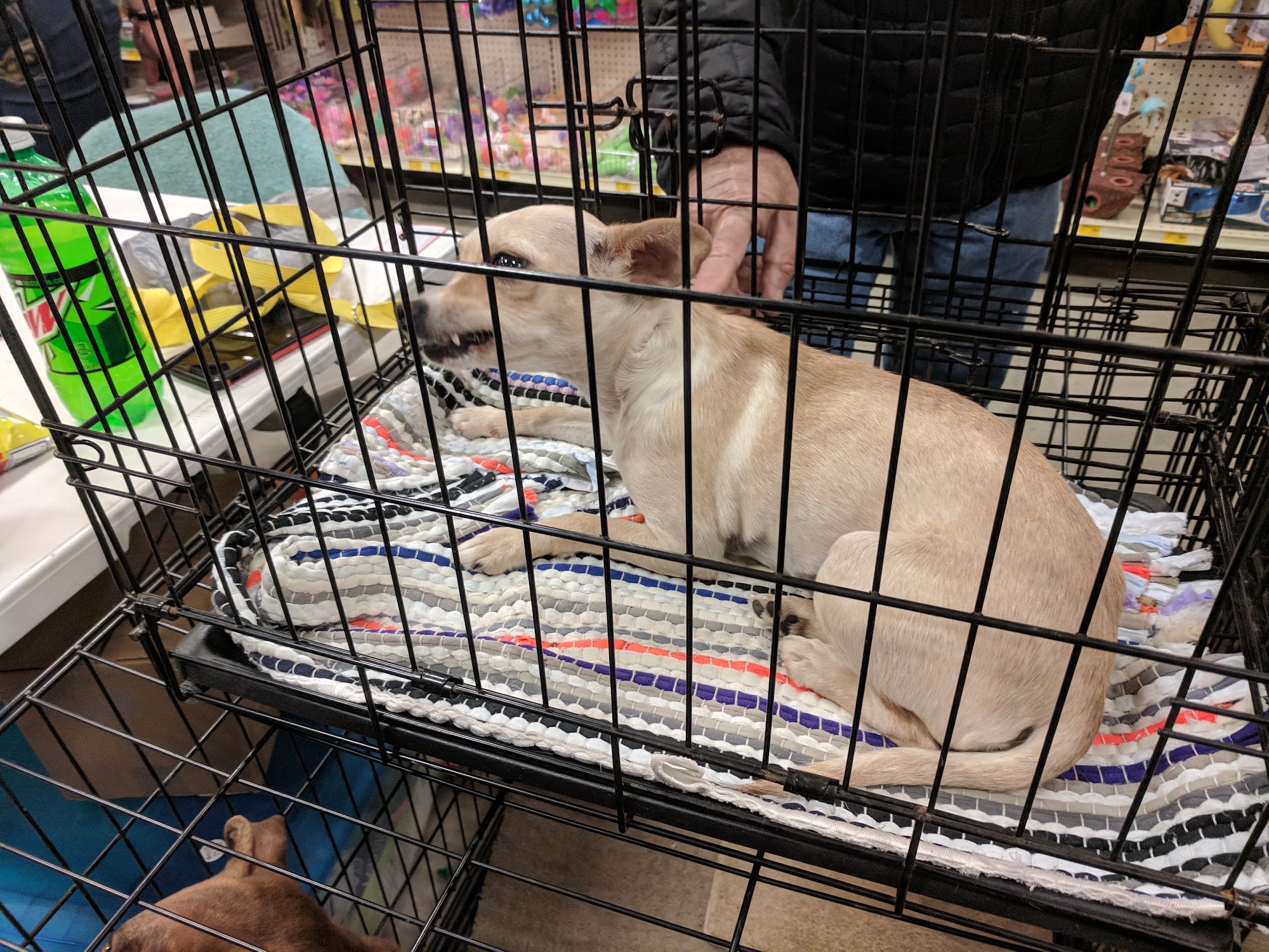 PetSmart Rochester Hills