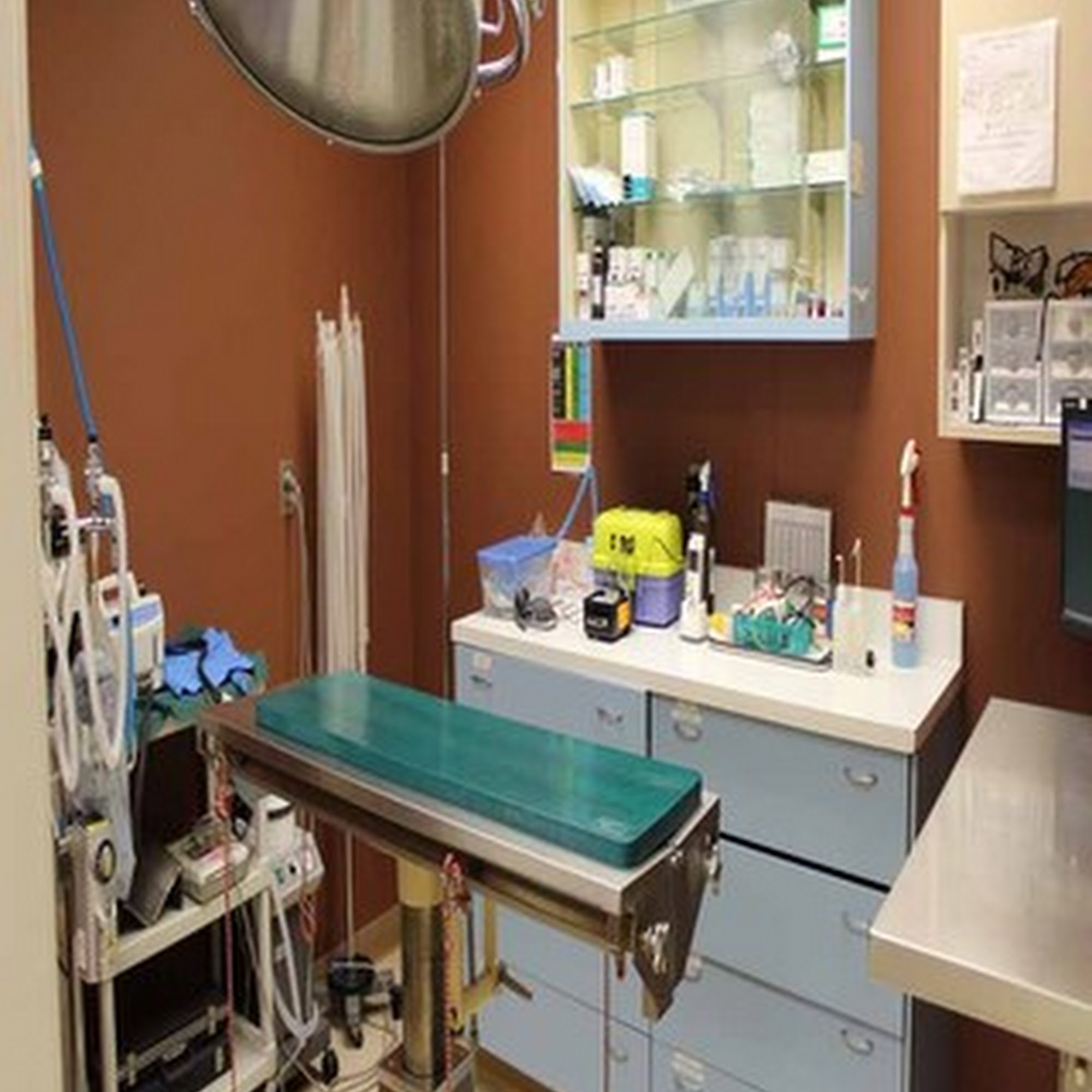 Rochester Veterinary Hospital Rochester Hills