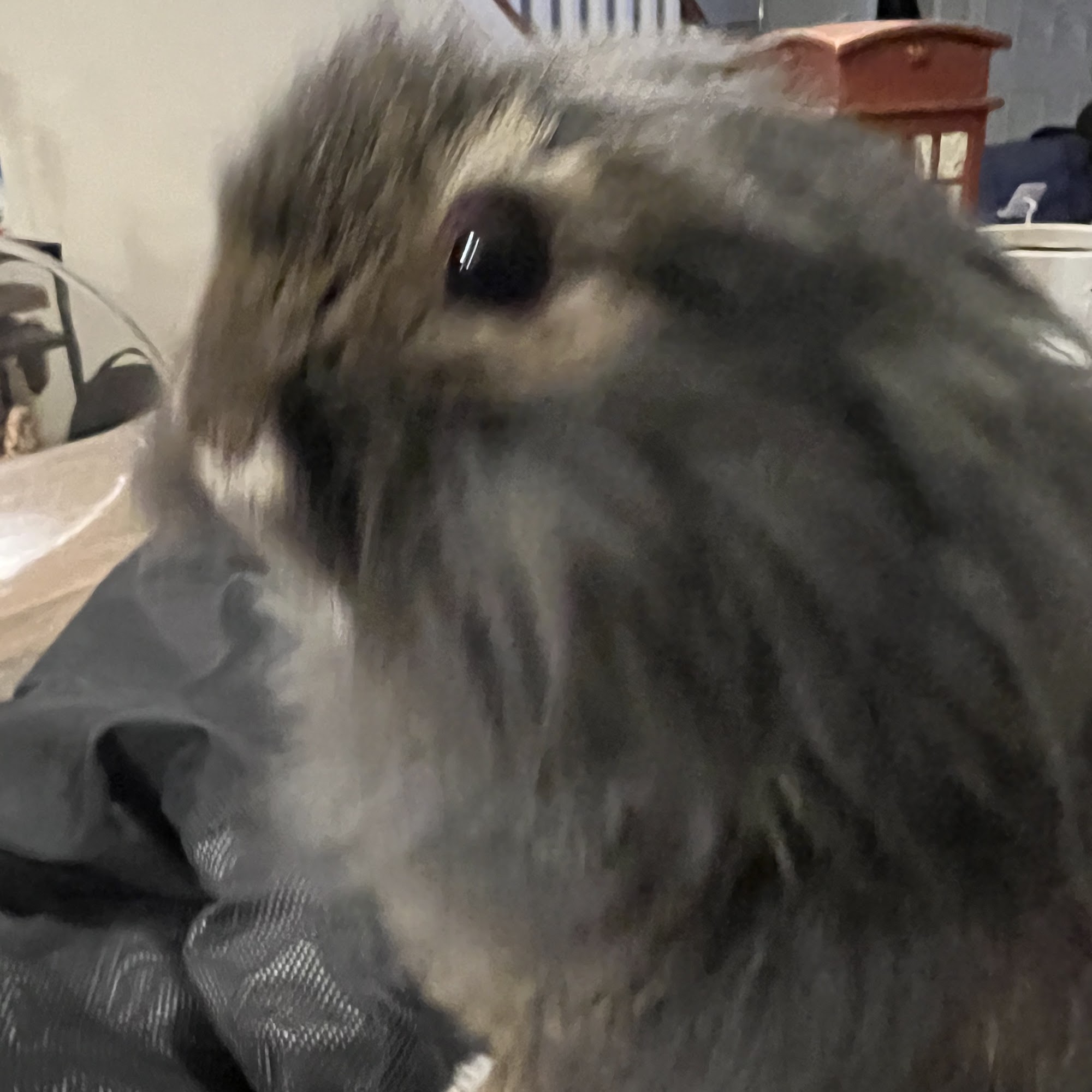 Animal Emergency Center - Rochester Rochester Hills