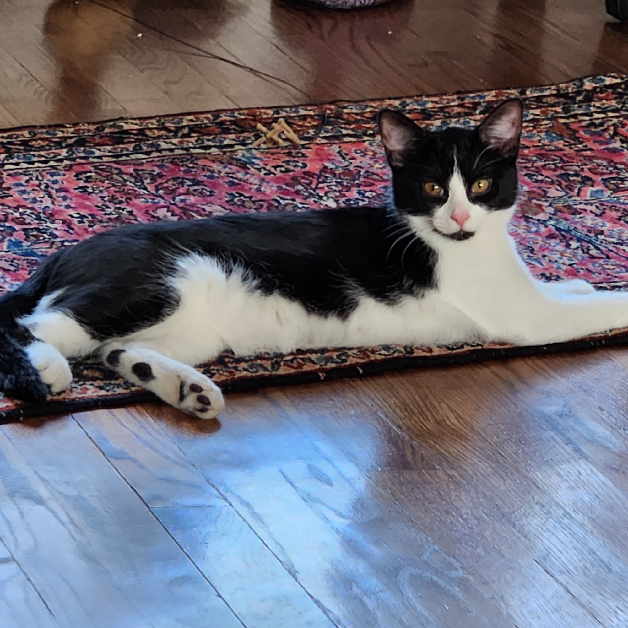 North Hills Veterinary Hospital Rochester Hills