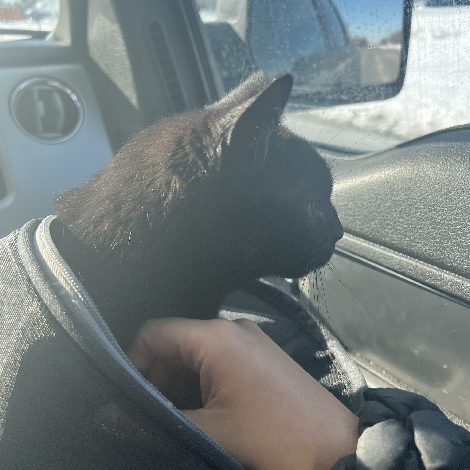 Veterinary Cardiology Consultants Rochester Hills