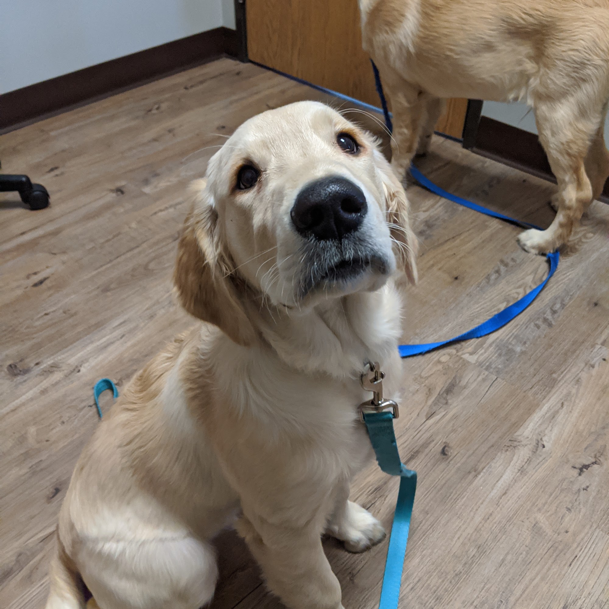 Hometown Veterinary Hospital Rochester Hills