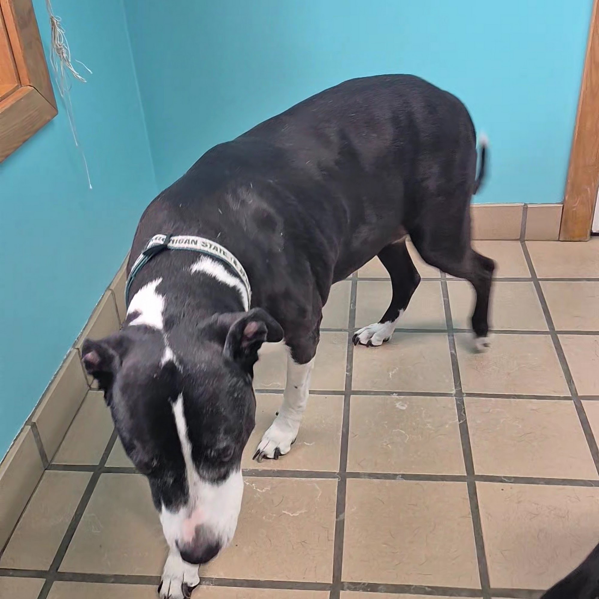 Paint Creek Animal Clinic Rochester