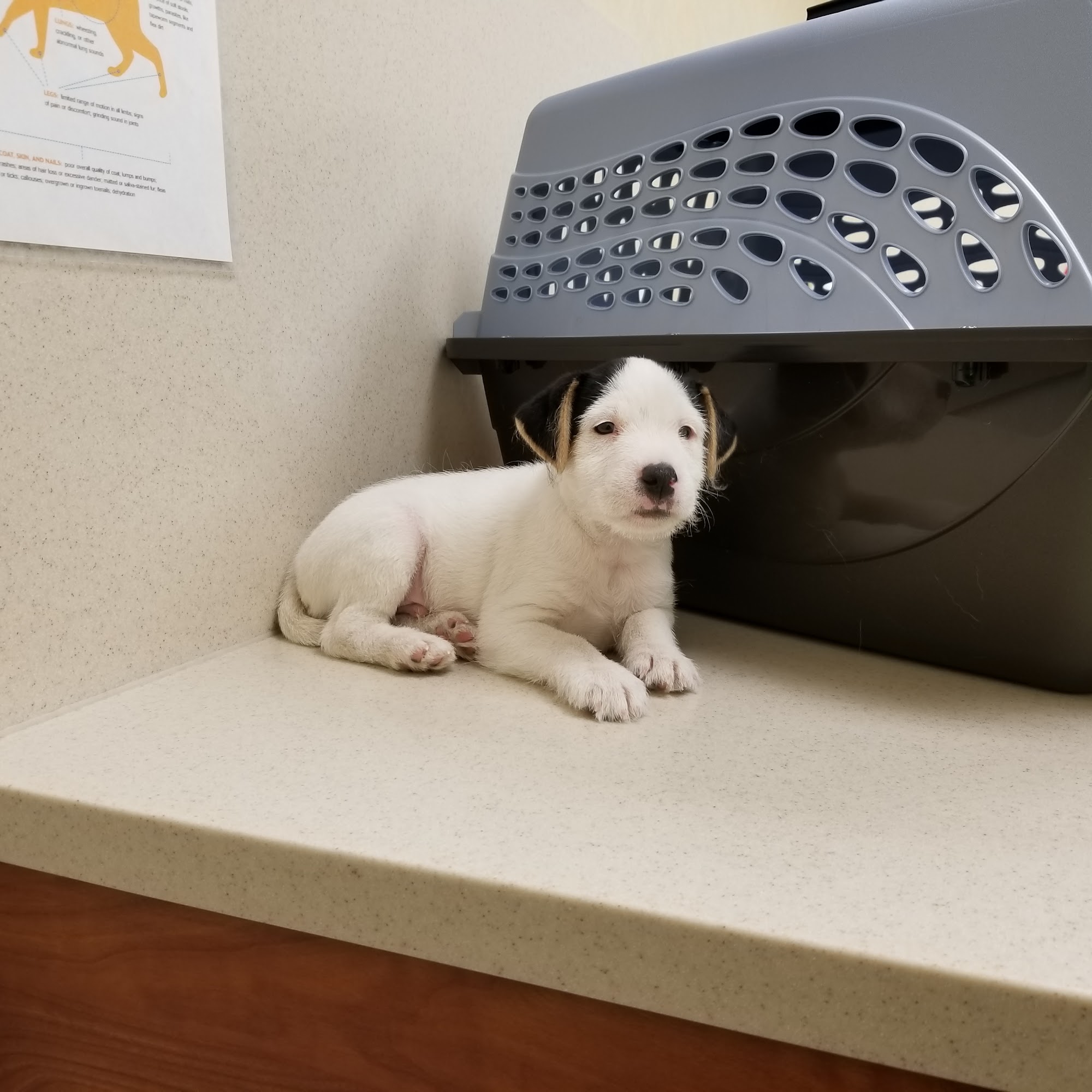 Oakland Animal Hospital Rochester