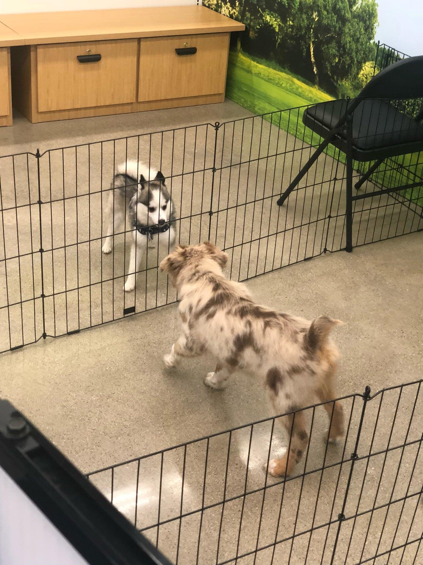 Petco Grooming Rochester