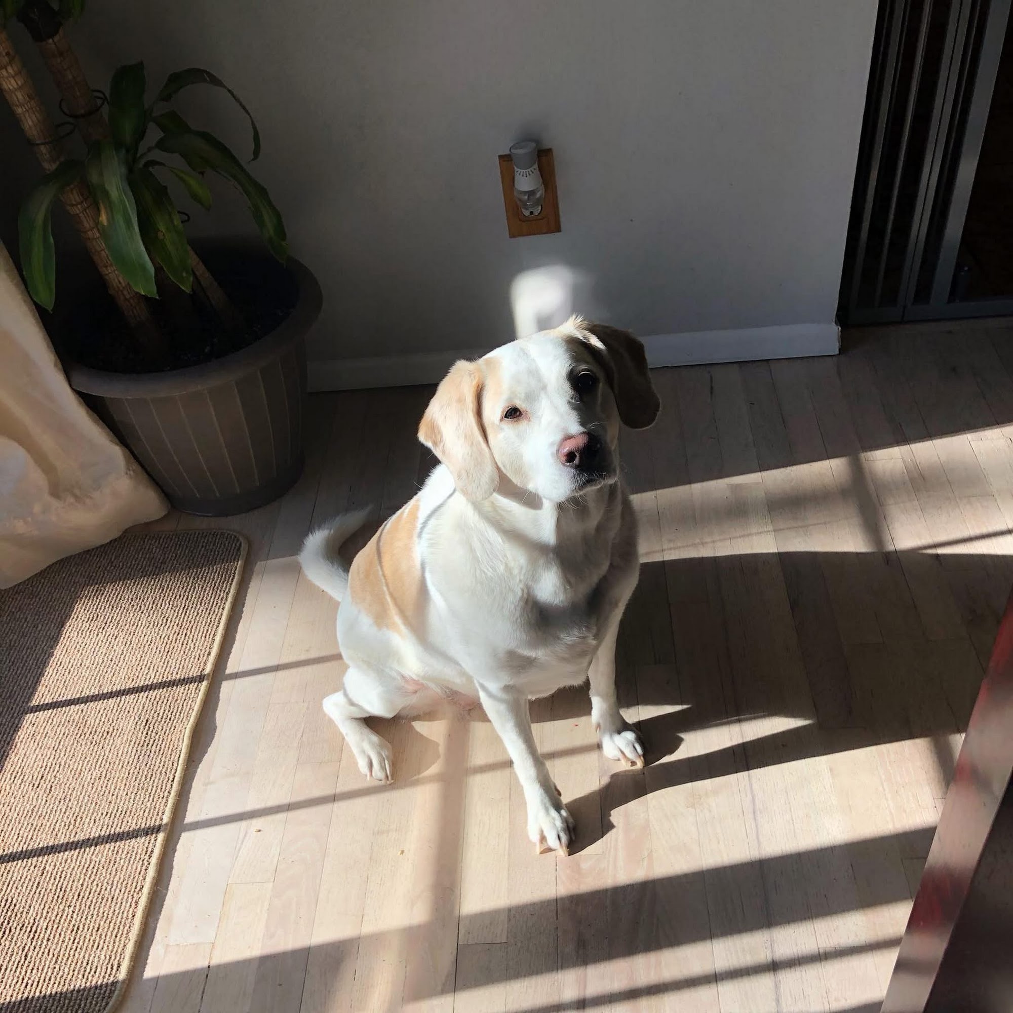 Rogue Valley Veterinary Hospital Rockford