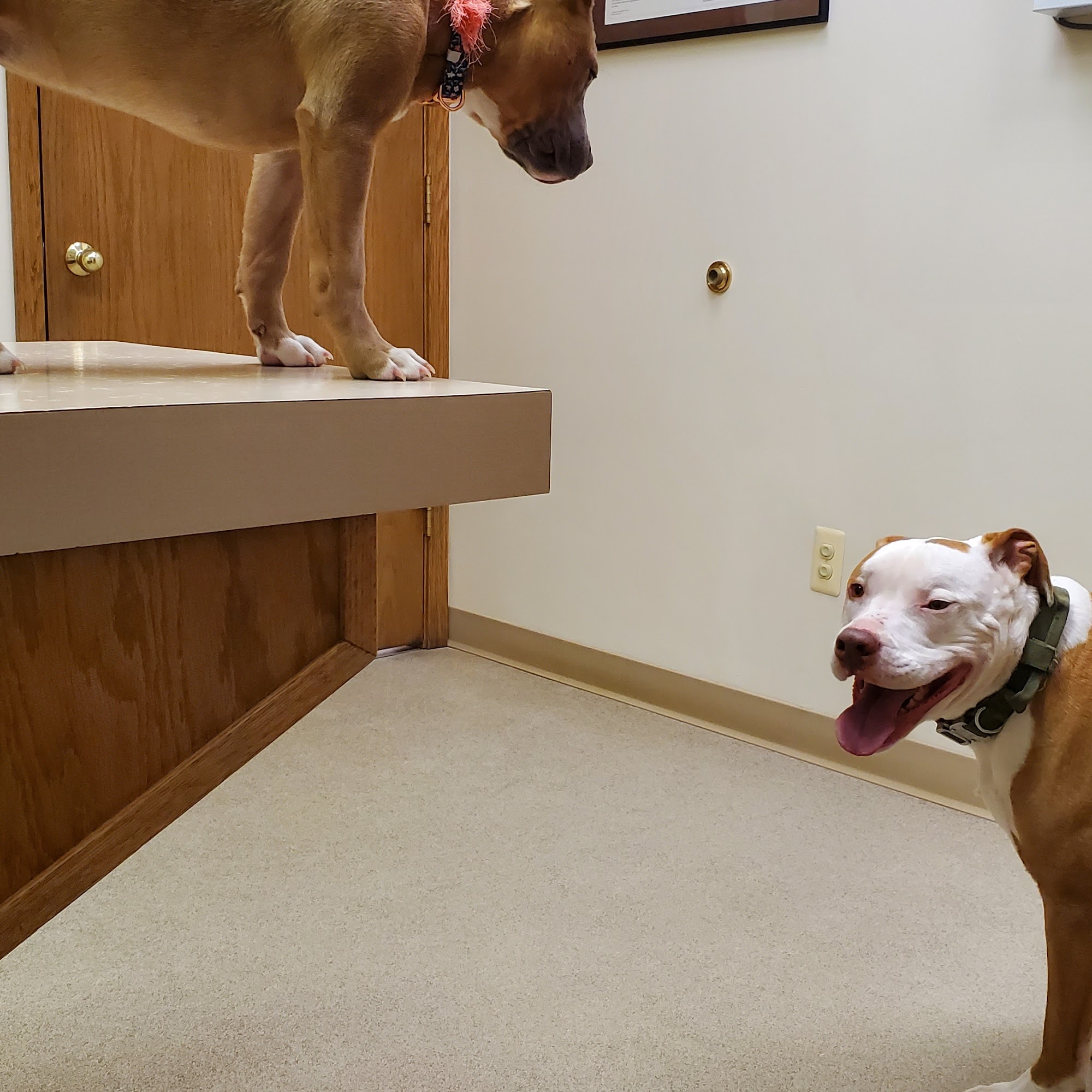 Animal Care Hospital Rockford