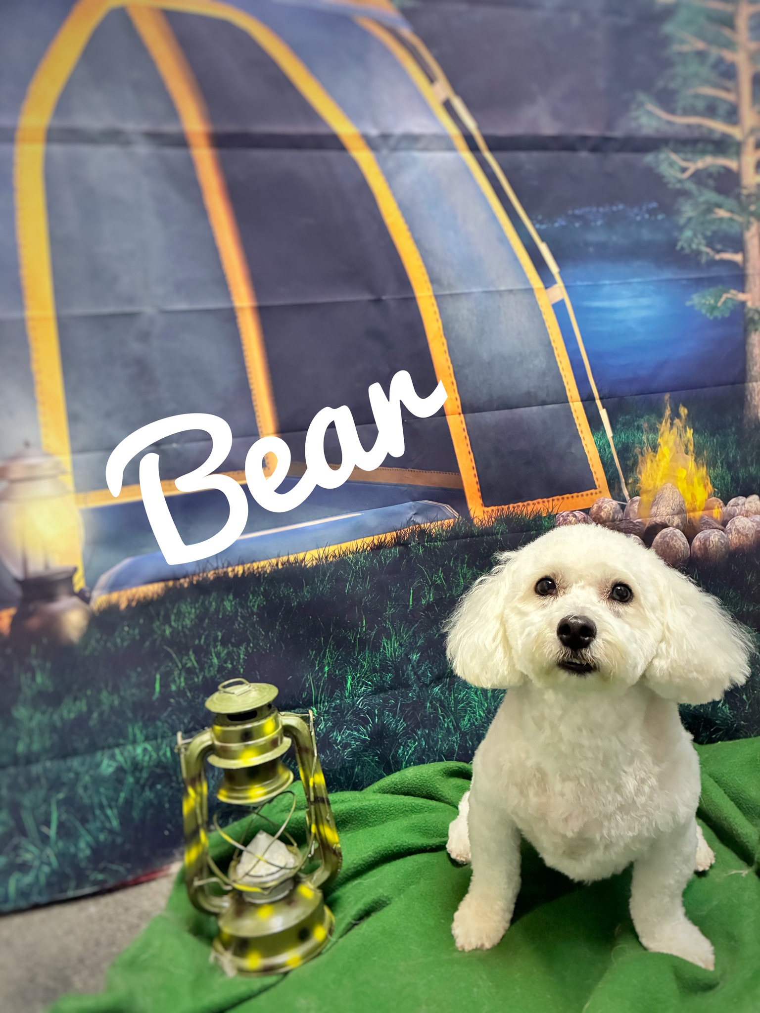 Friends Furever Pet Grooming Salon Rockford