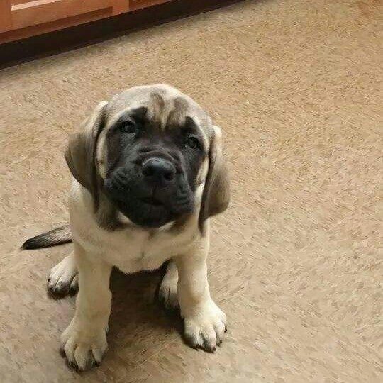 Holiday Pet Resort & Salon Rockford