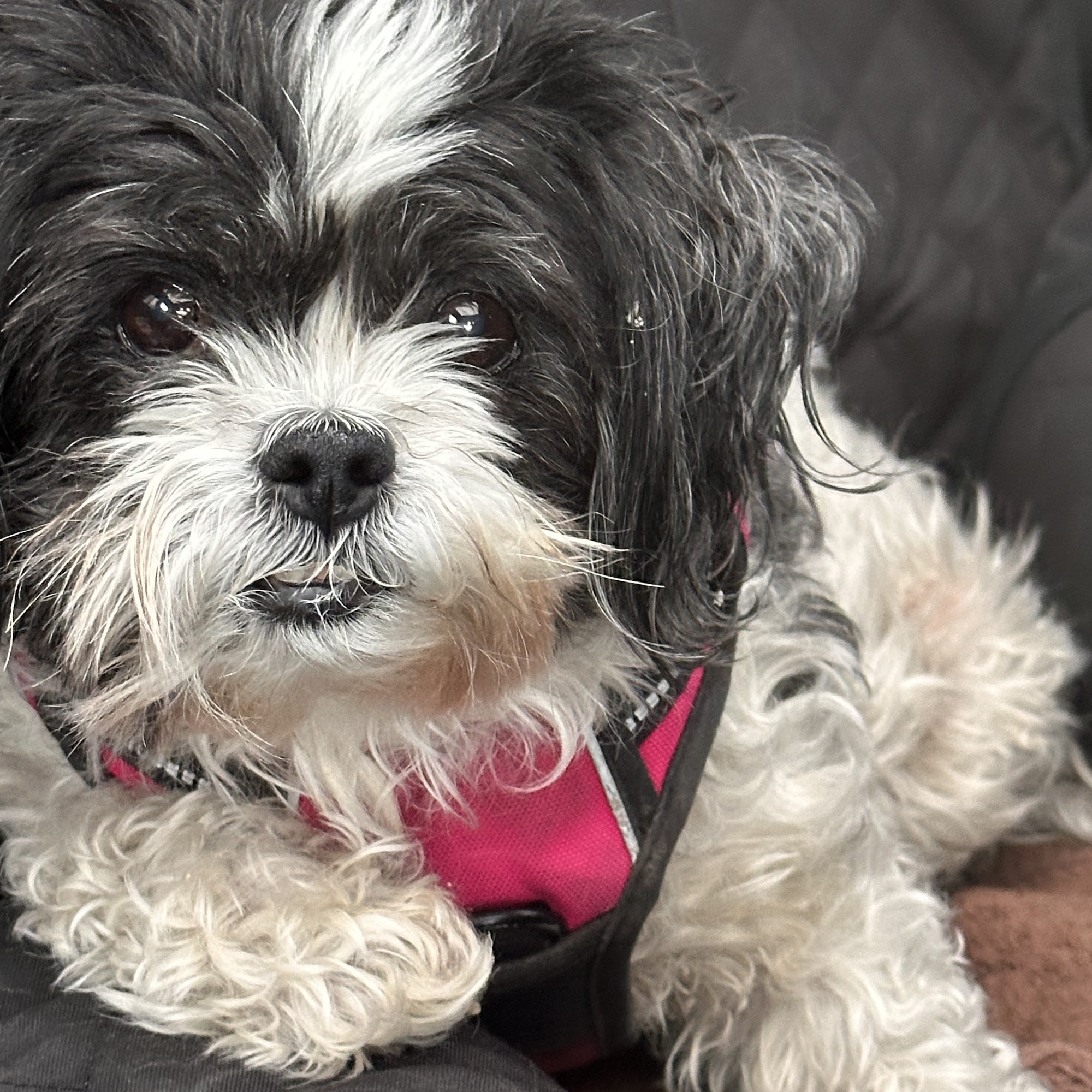 Huron Veterinary Clinic Rogers City