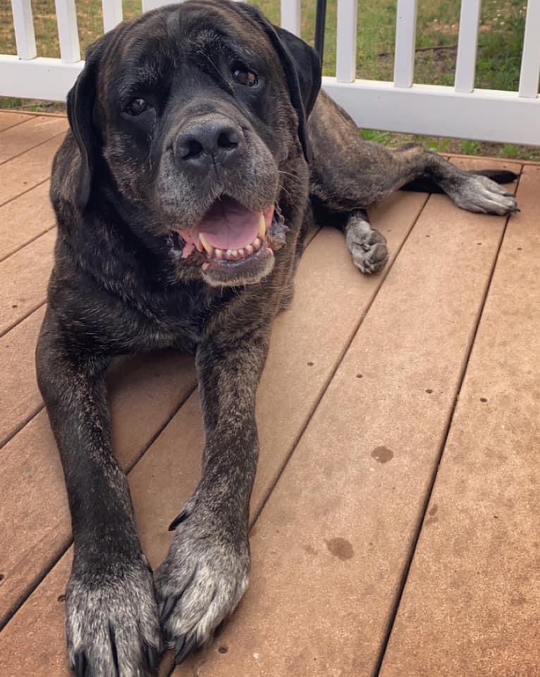 Roscommon Veterinary Clinic Roscommon