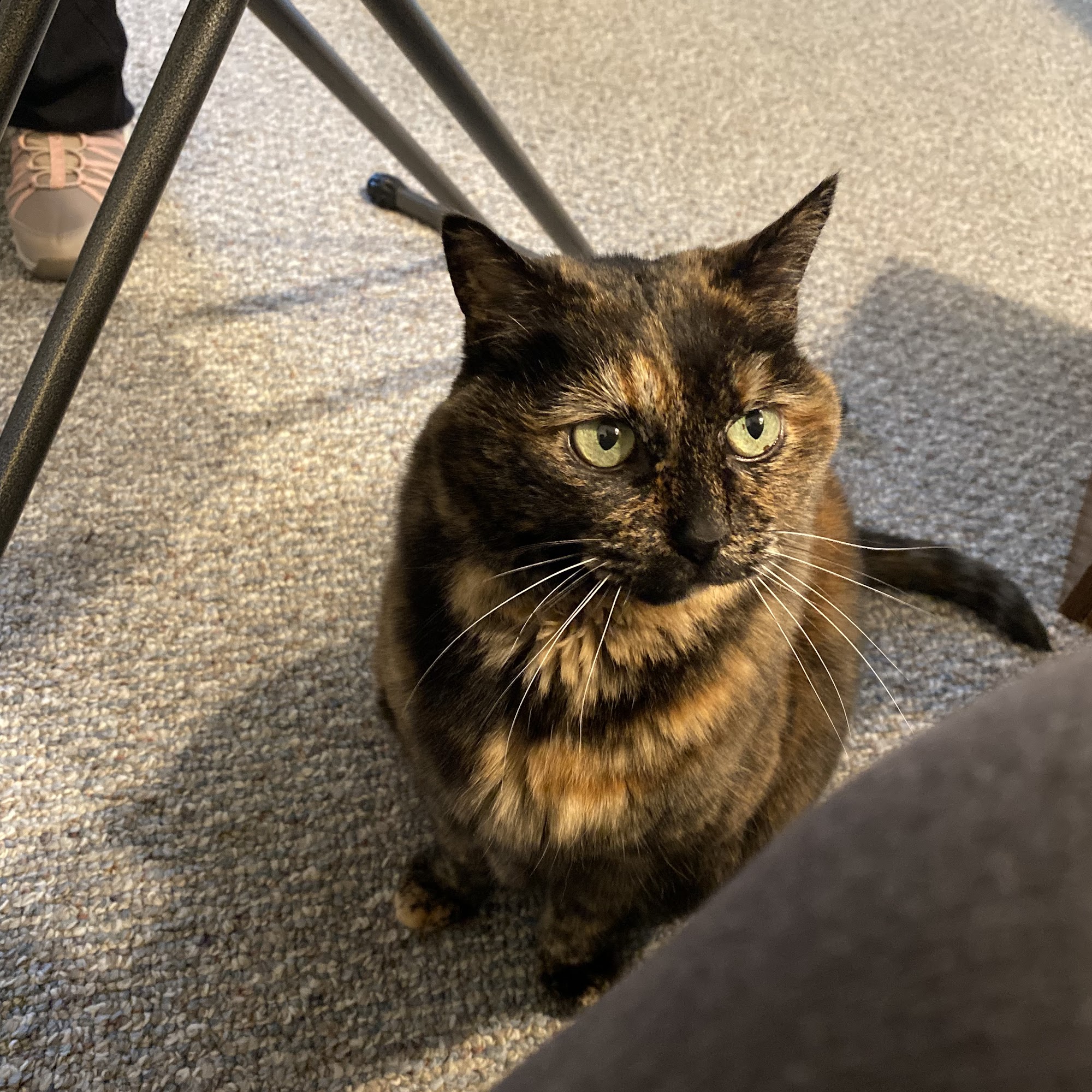 Roscommon Veterinary Clinic Roscommon