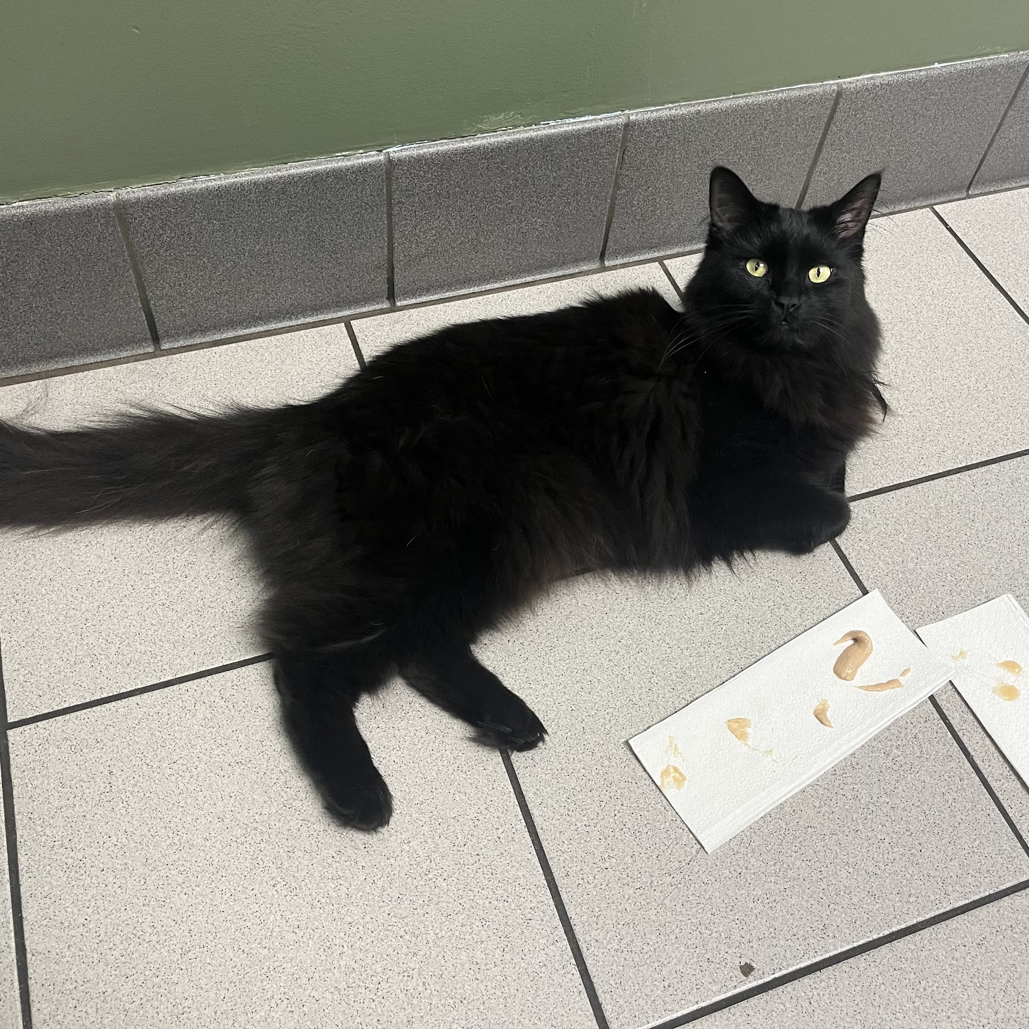 North Main Animal Hospital Royal Oak