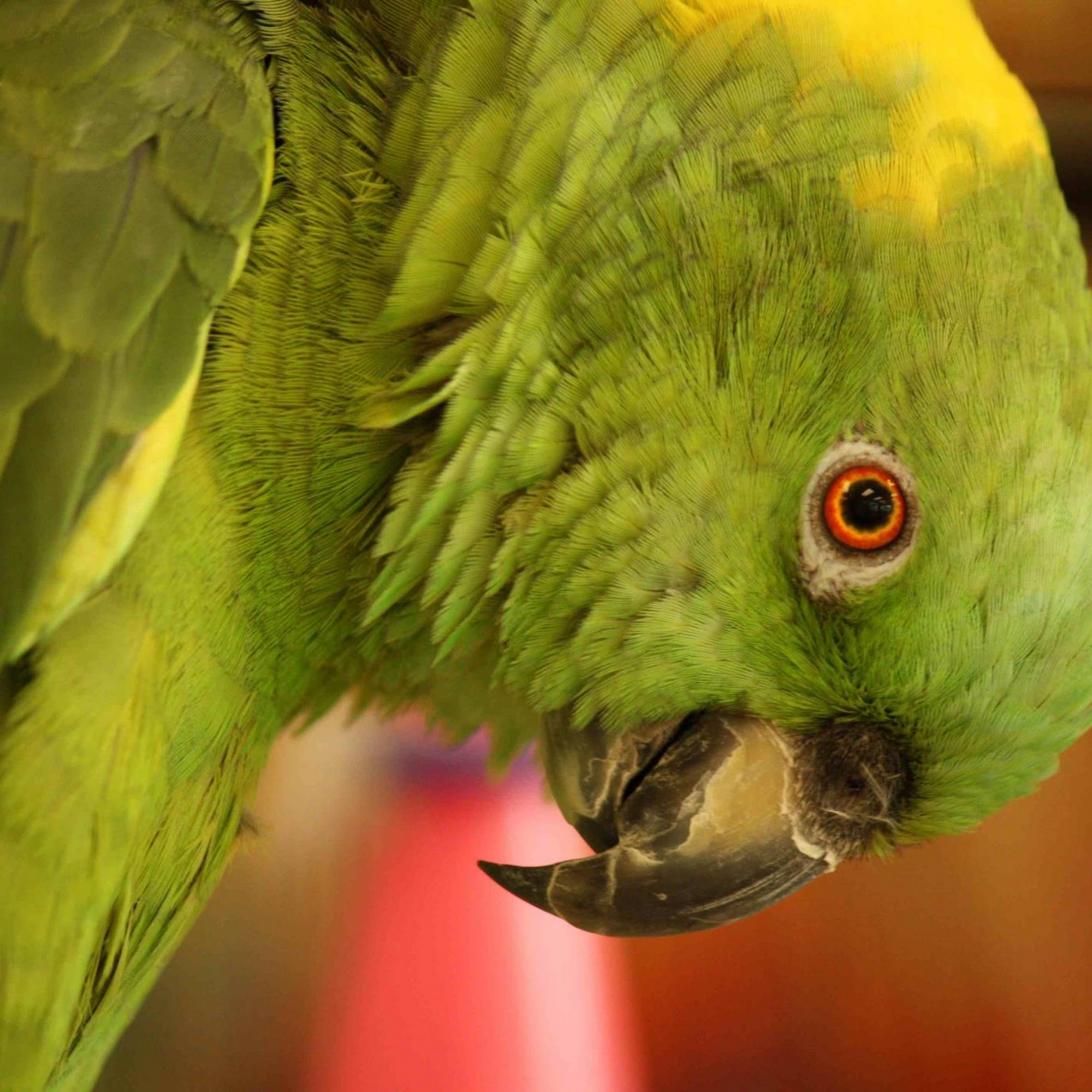 Royal Oak Animal Hospital Royal Oak