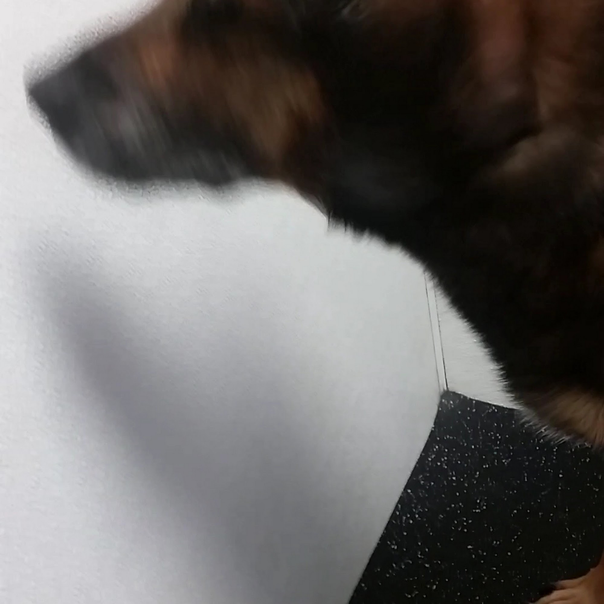 Scrubbers Self-Serve Dog Wash & Professional Grooming - Royal Oak Royal Oak