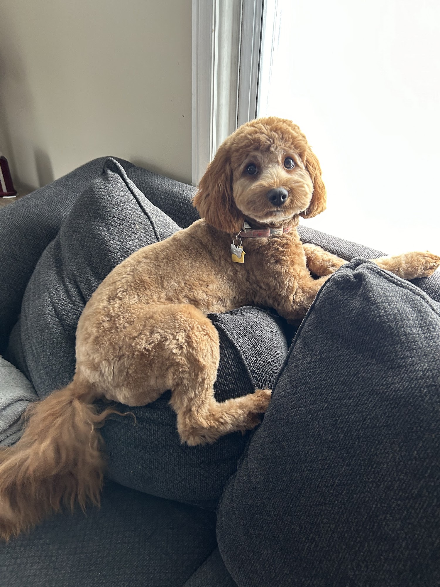 Scrubbers Self-Serve Dog Wash & Professional Grooming - Royal Oak Royal Oak