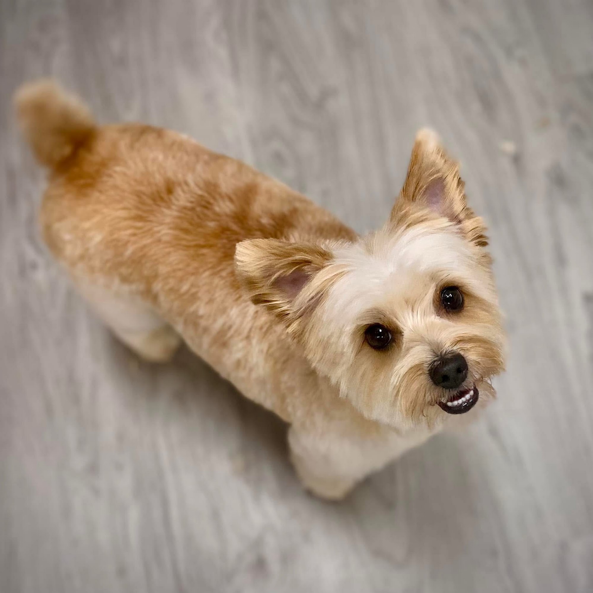 Exclusive Pet Grooming Royal Oak