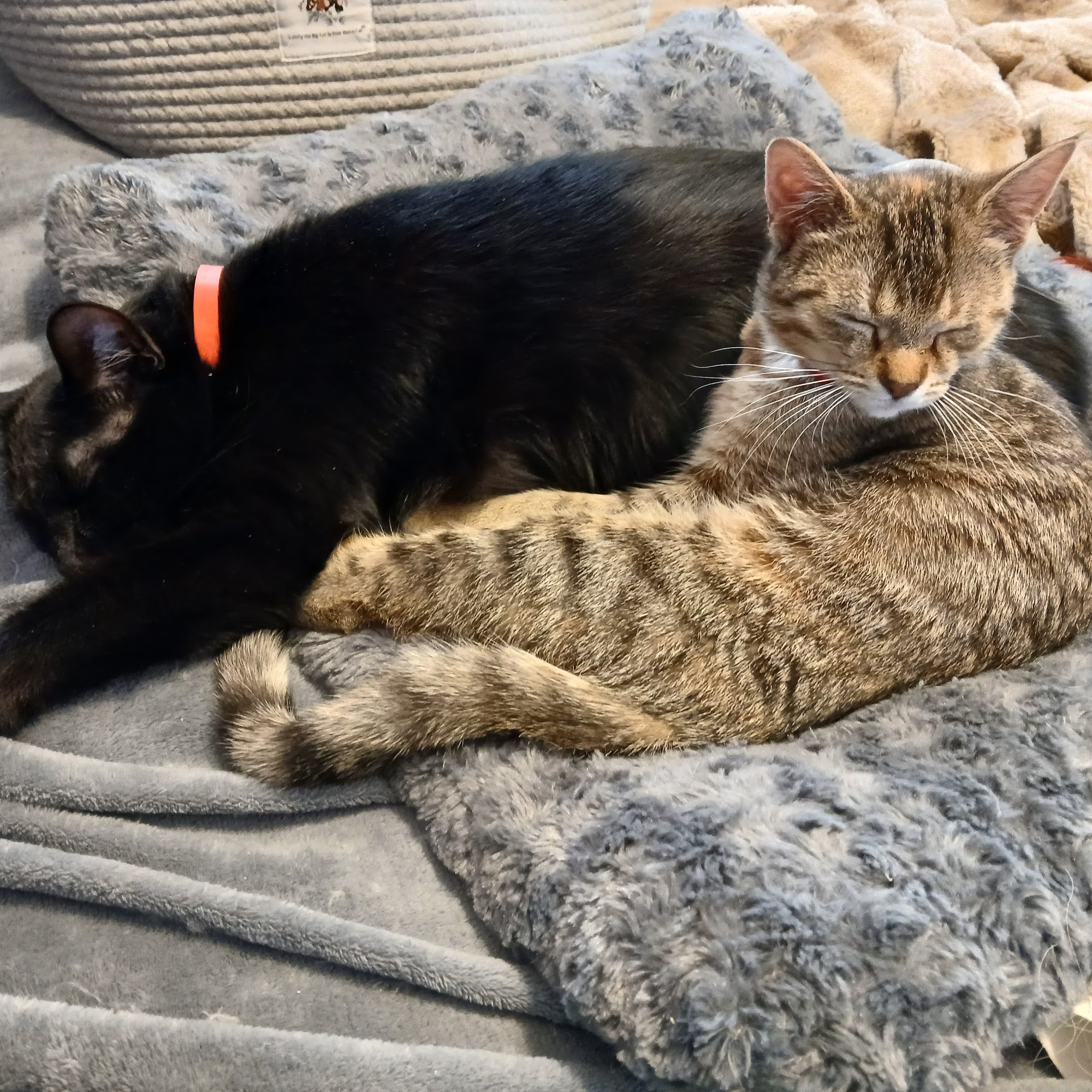 Saginaw Spay & Neuter Clinic Saginaw