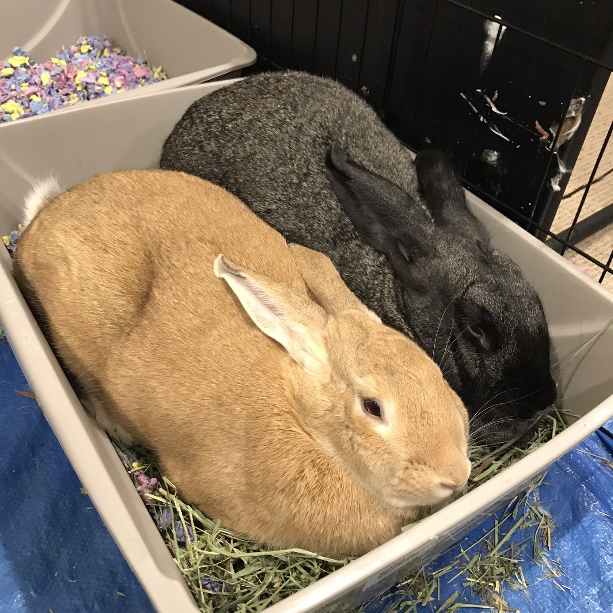 Cole Veterinary Hospital Saginaw