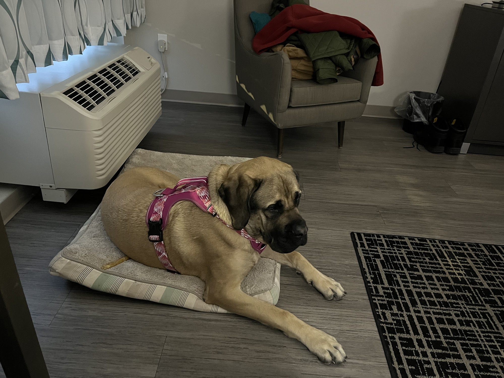 Mackinaw Veterinary Associates Saginaw