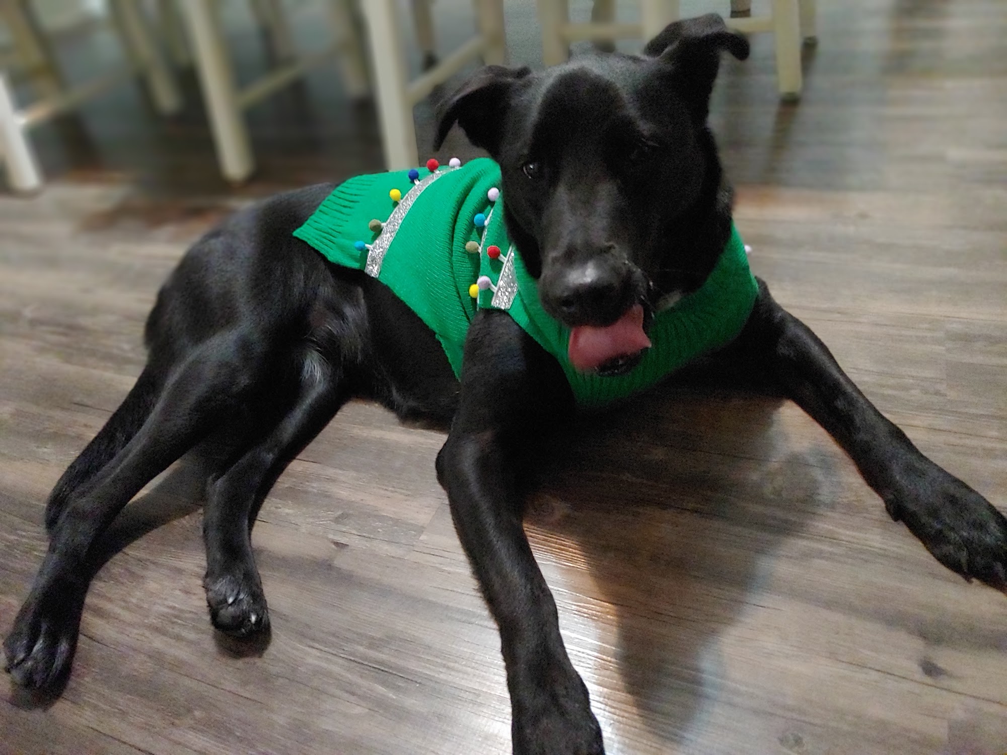 Riverside Animal Clinic Saginaw