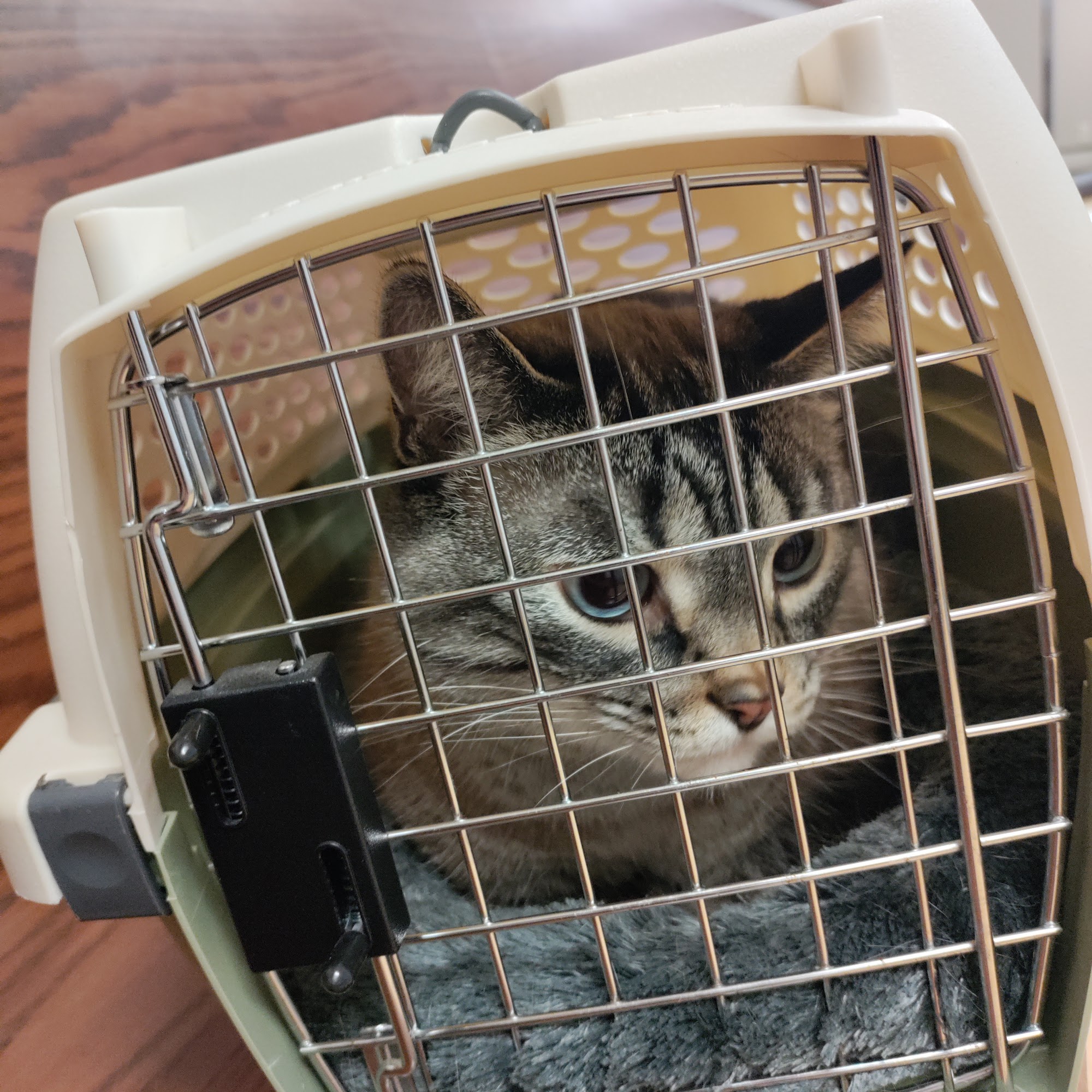 Riverside Animal Clinic Saginaw