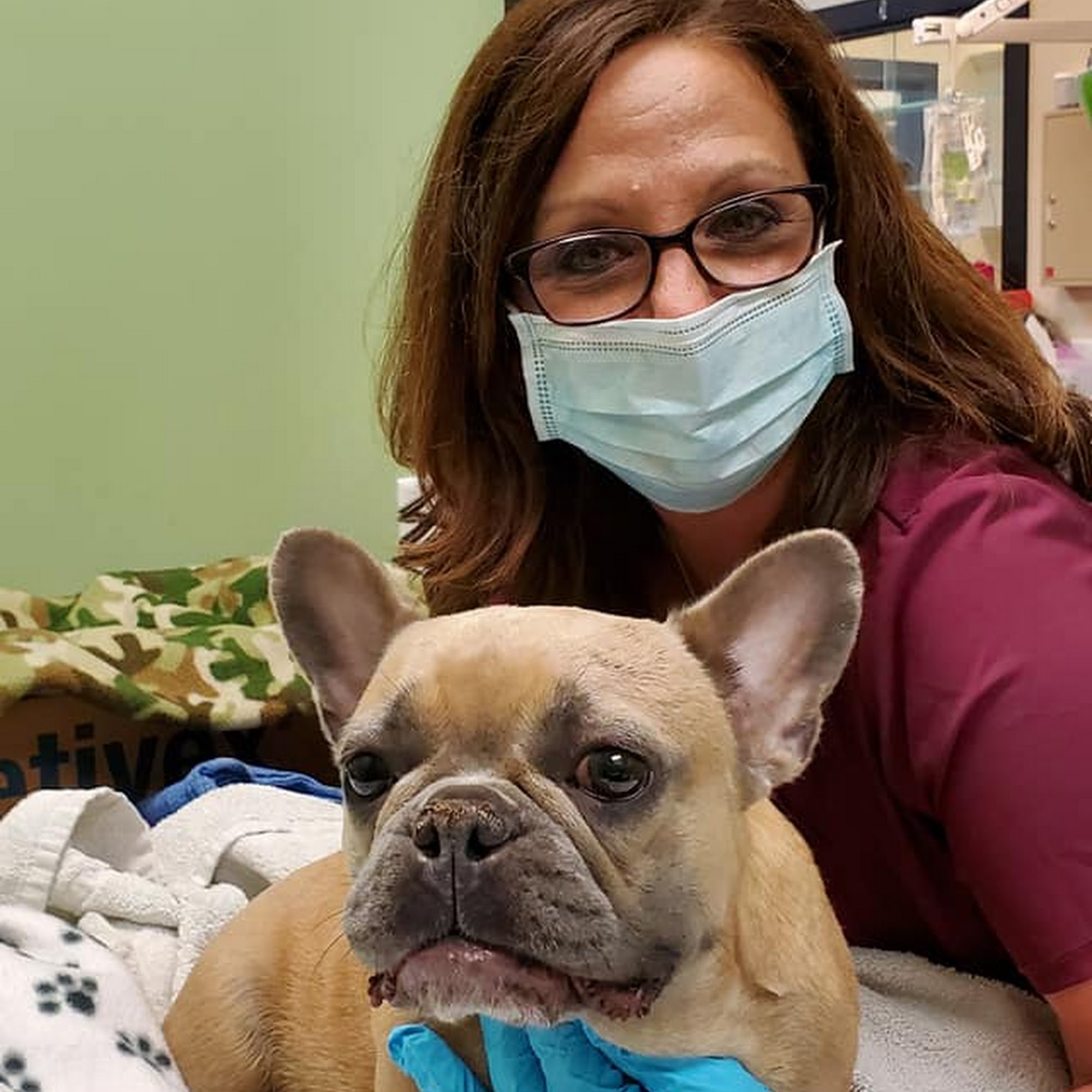 Animal Alley Veterinary Hospital Saginaw